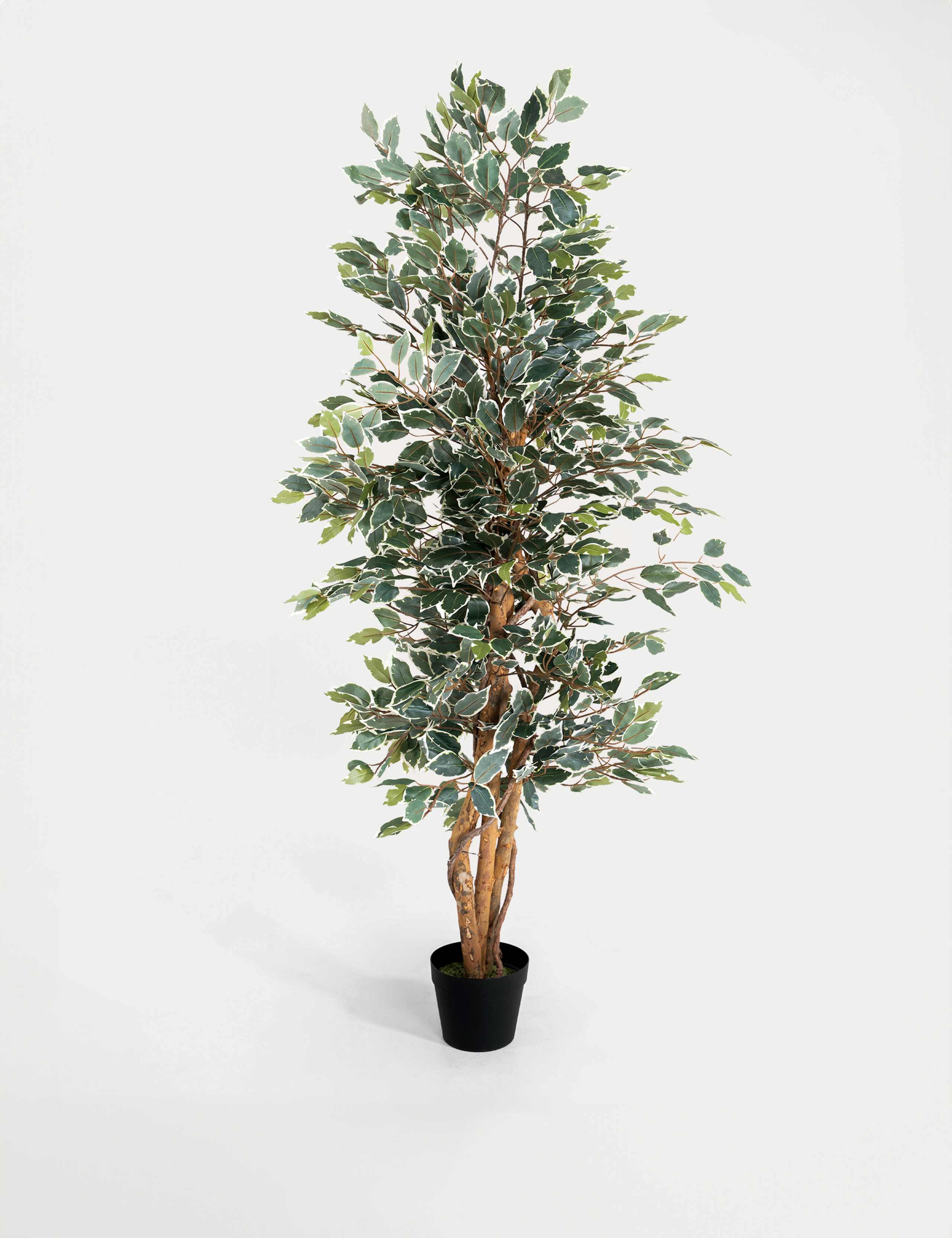 6ft Artificial Ficus Tree in Pot
