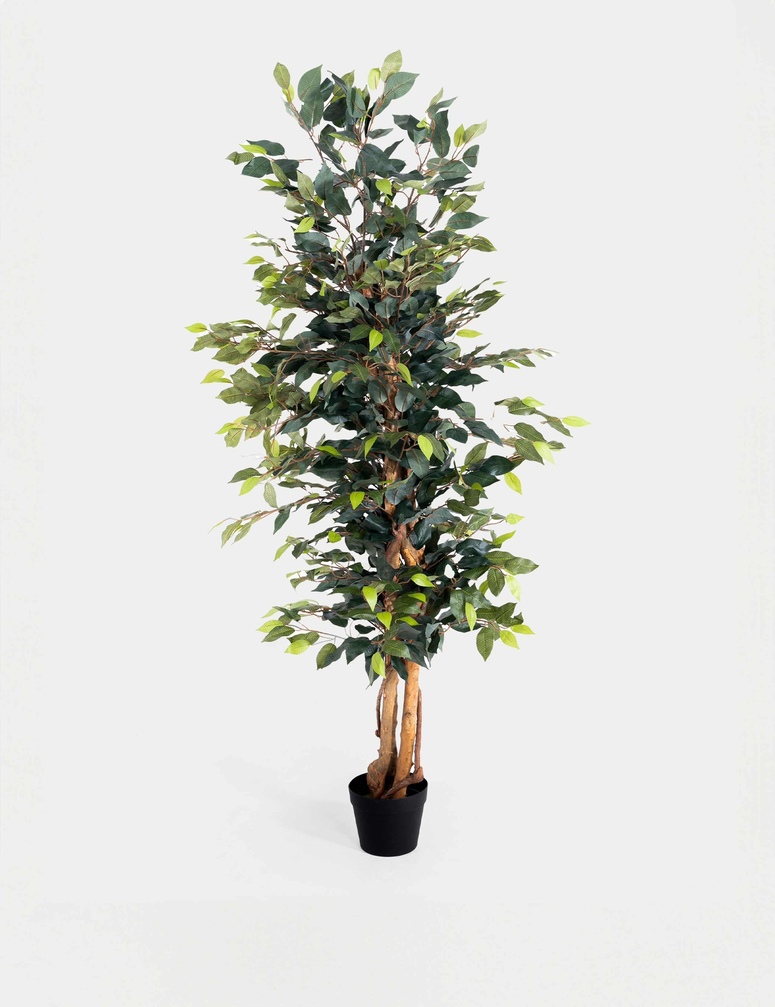6ft Artificial Ficus Tree in Pot