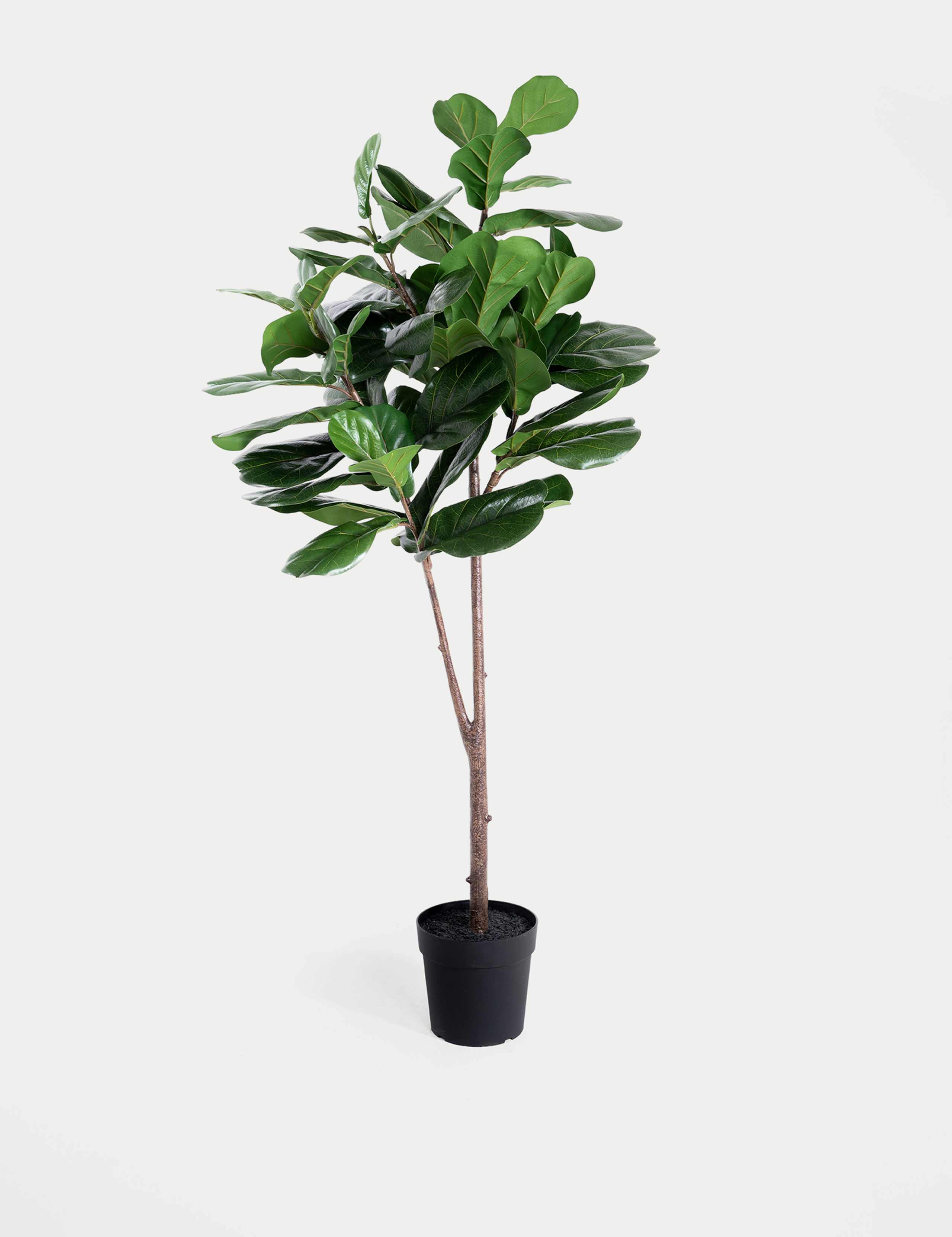 6ft Artificial Floor Standing Fig Tree
