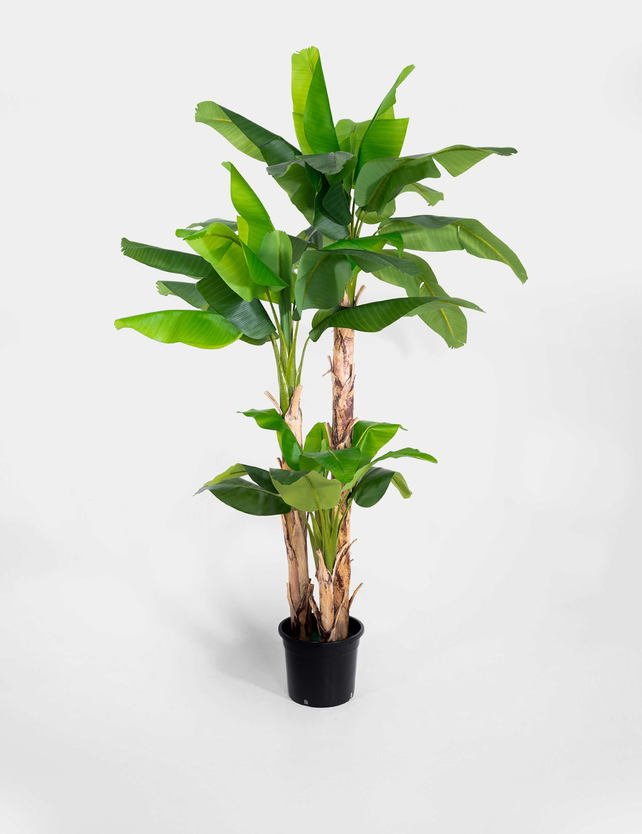 8ft Artificial Musa Basjoo Tree in Pot