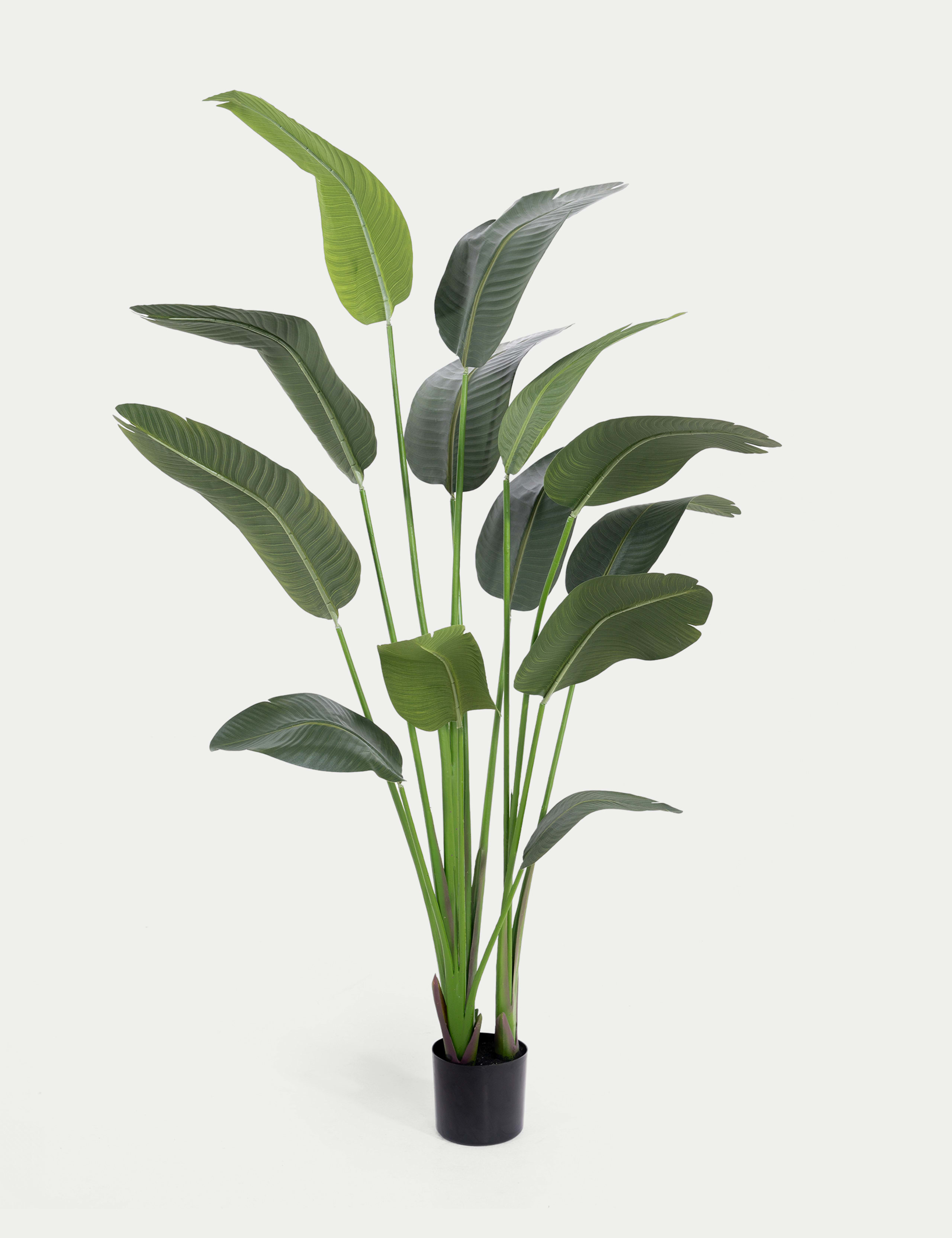 6ft Artificial Strelitzia Plant