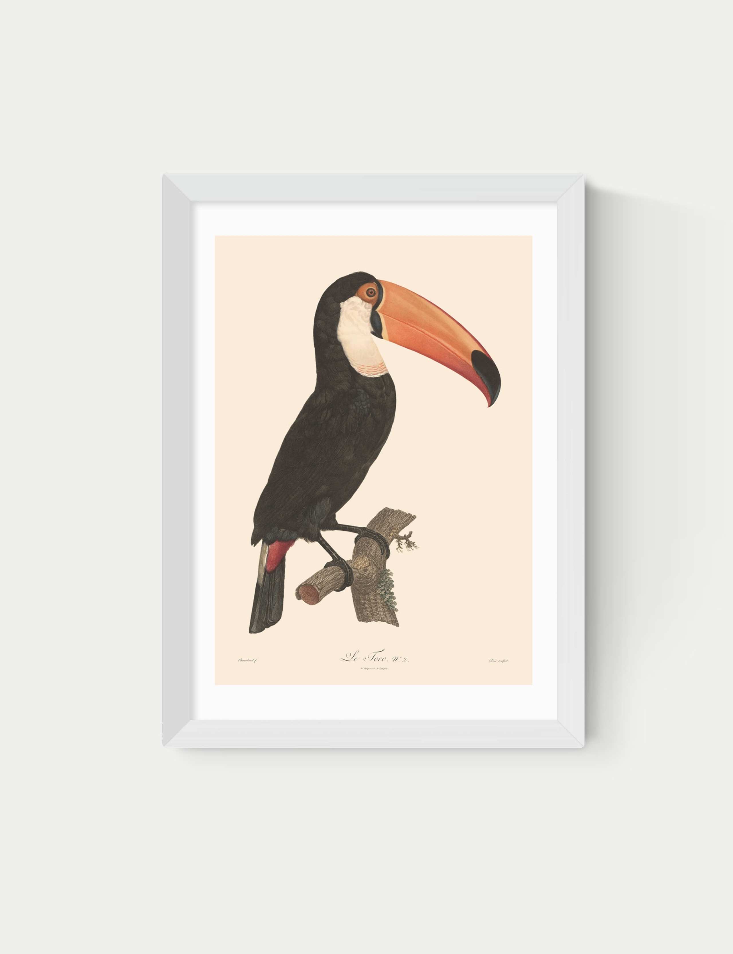 Toucan by Aster Framed Art