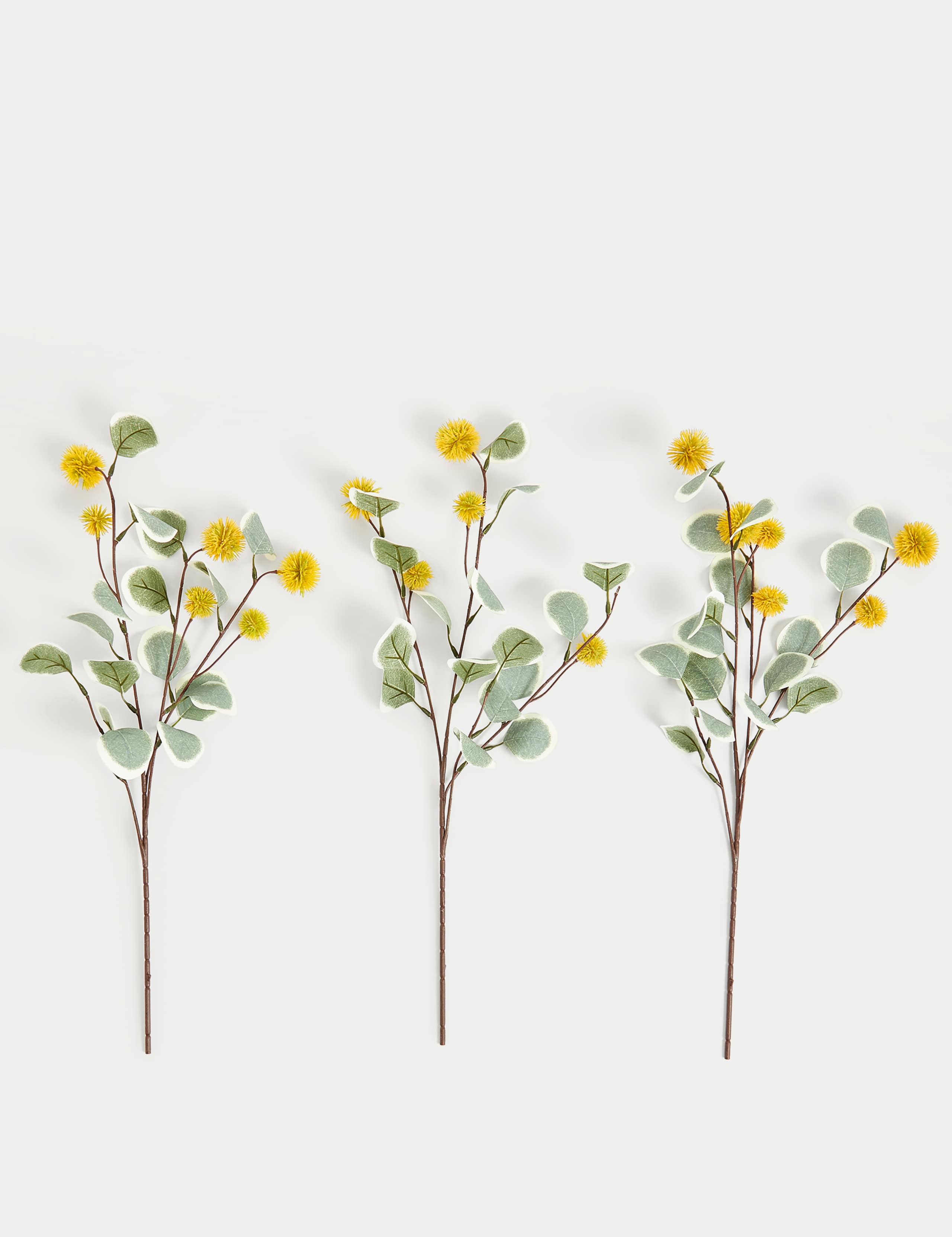 Set of 3 Eucalyptus Erythrocorys Single Stems
