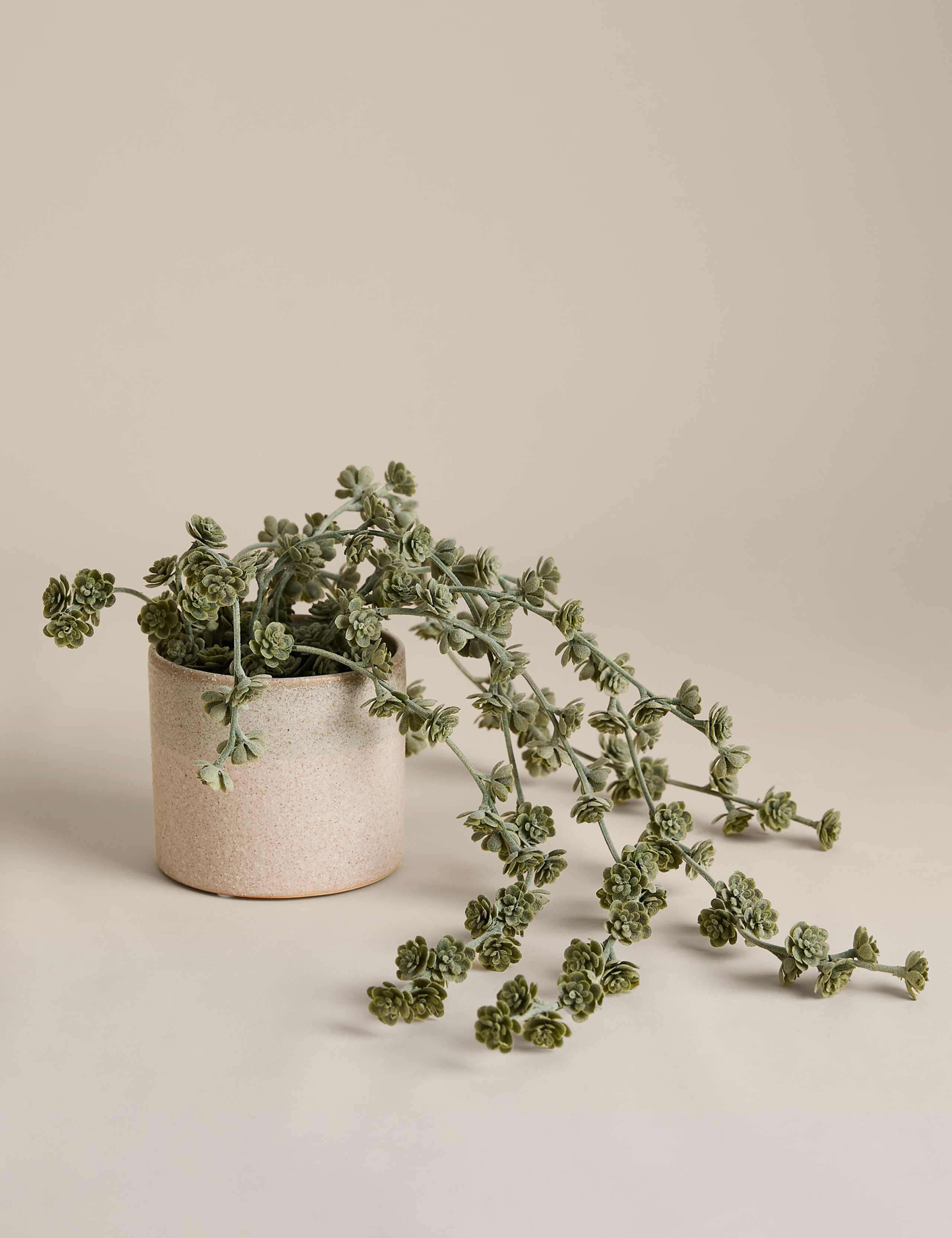 Trailing Succulent in Ceramic Pot