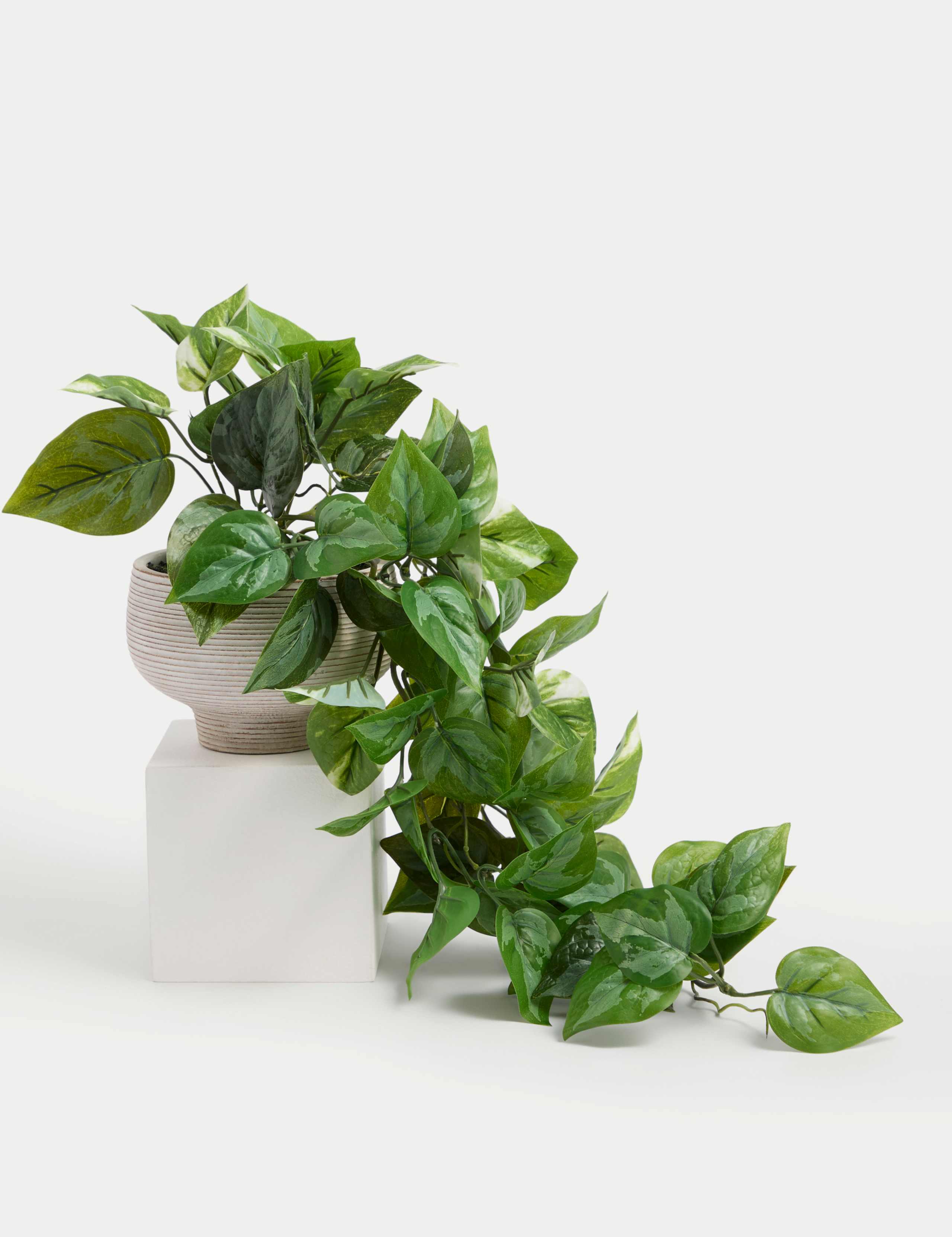 Artificial Trailing Pothos in Cement Pot