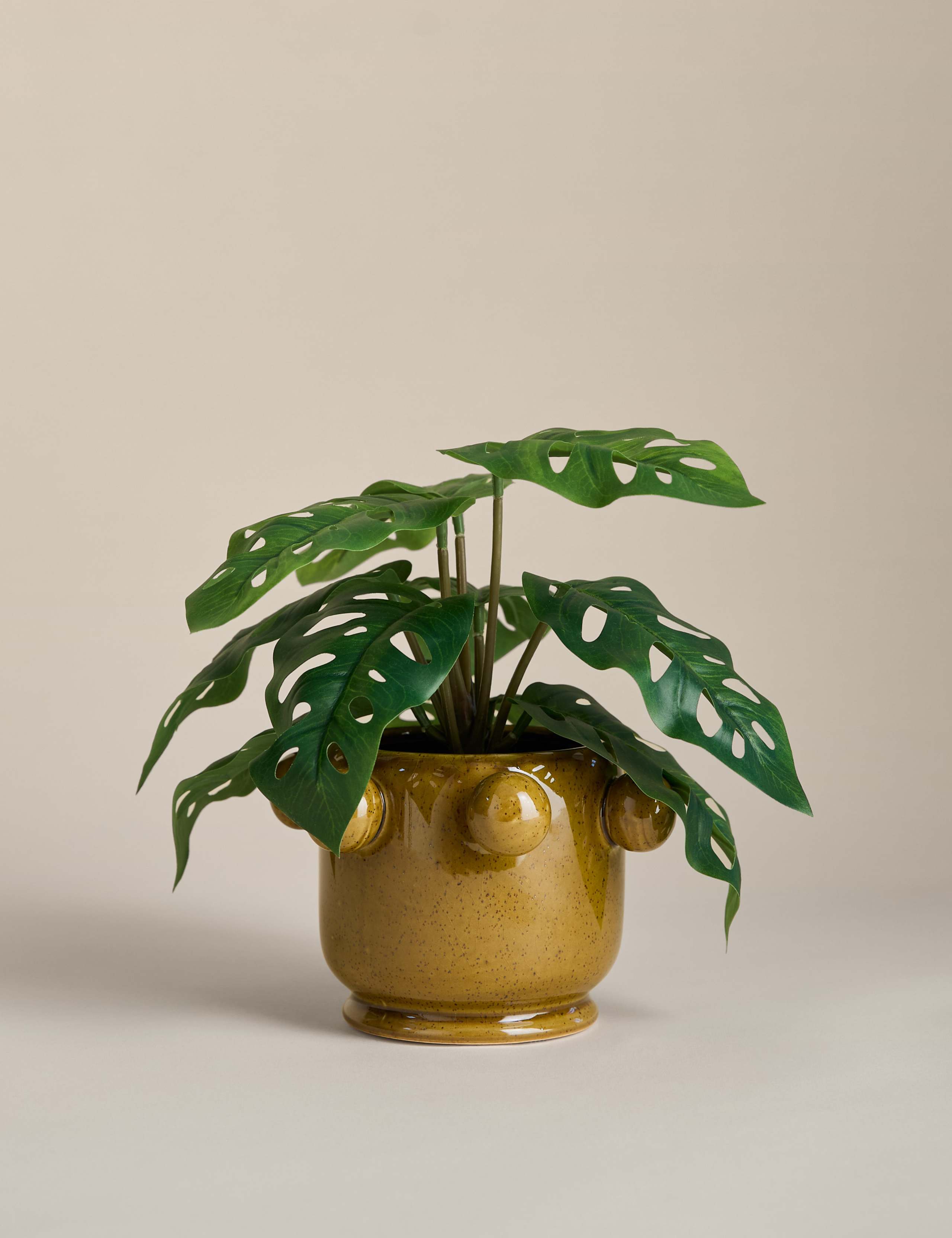 Artificial Cheese Plant in Ceramic Bobble Pot