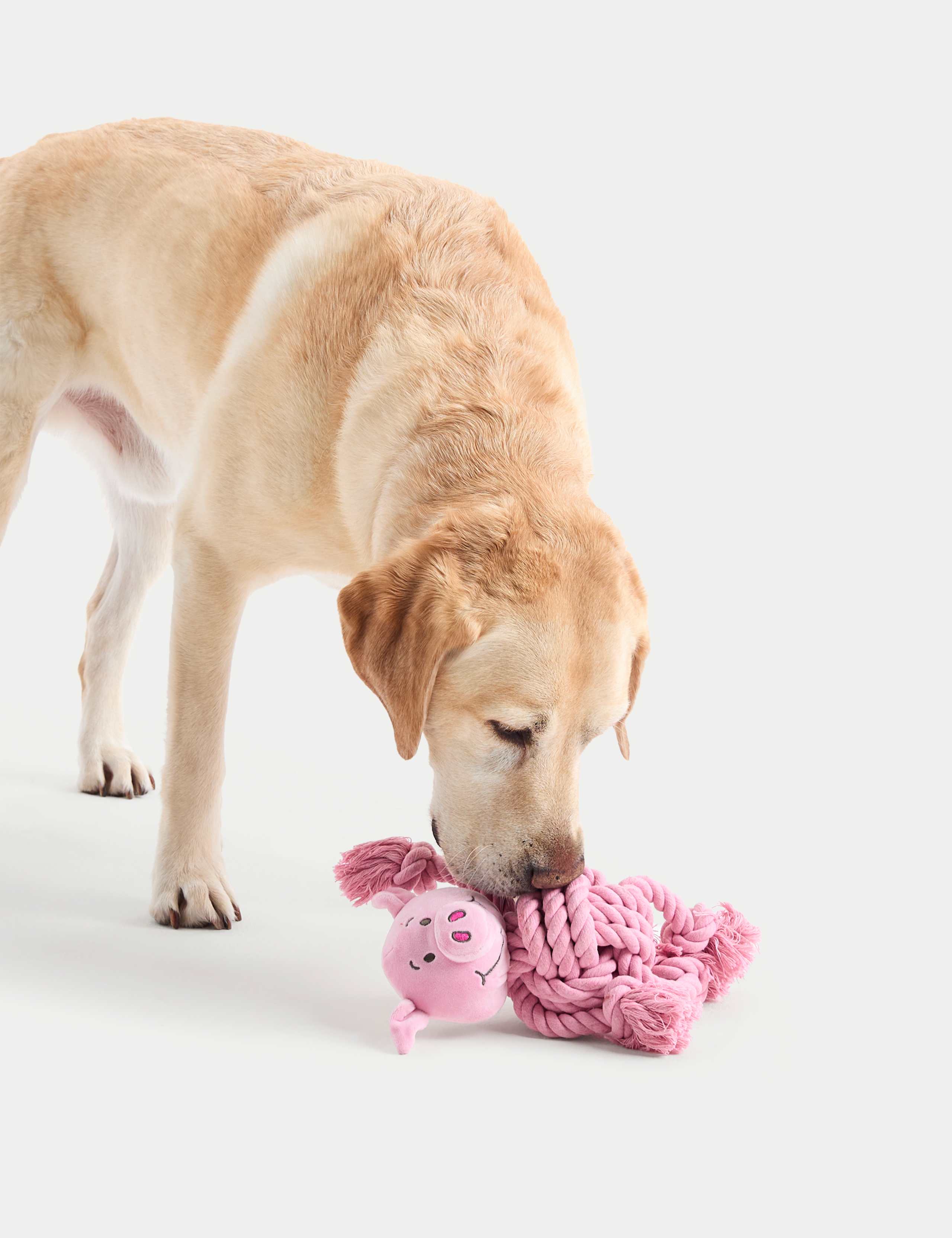 Percy Pig™ Pet Toy