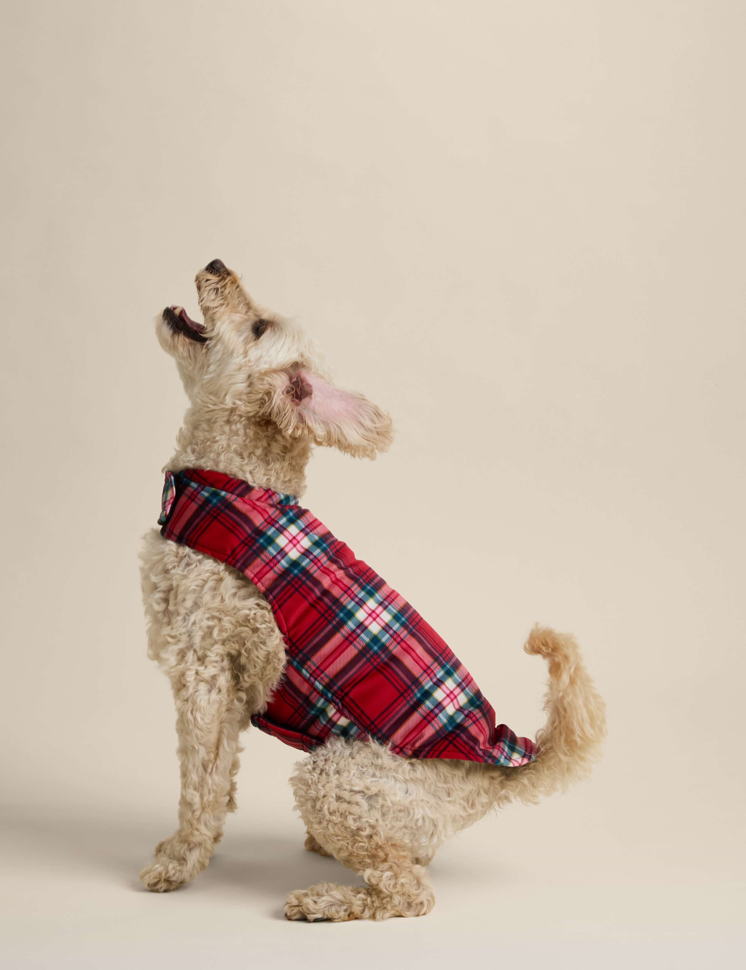 Check Dog Jumper