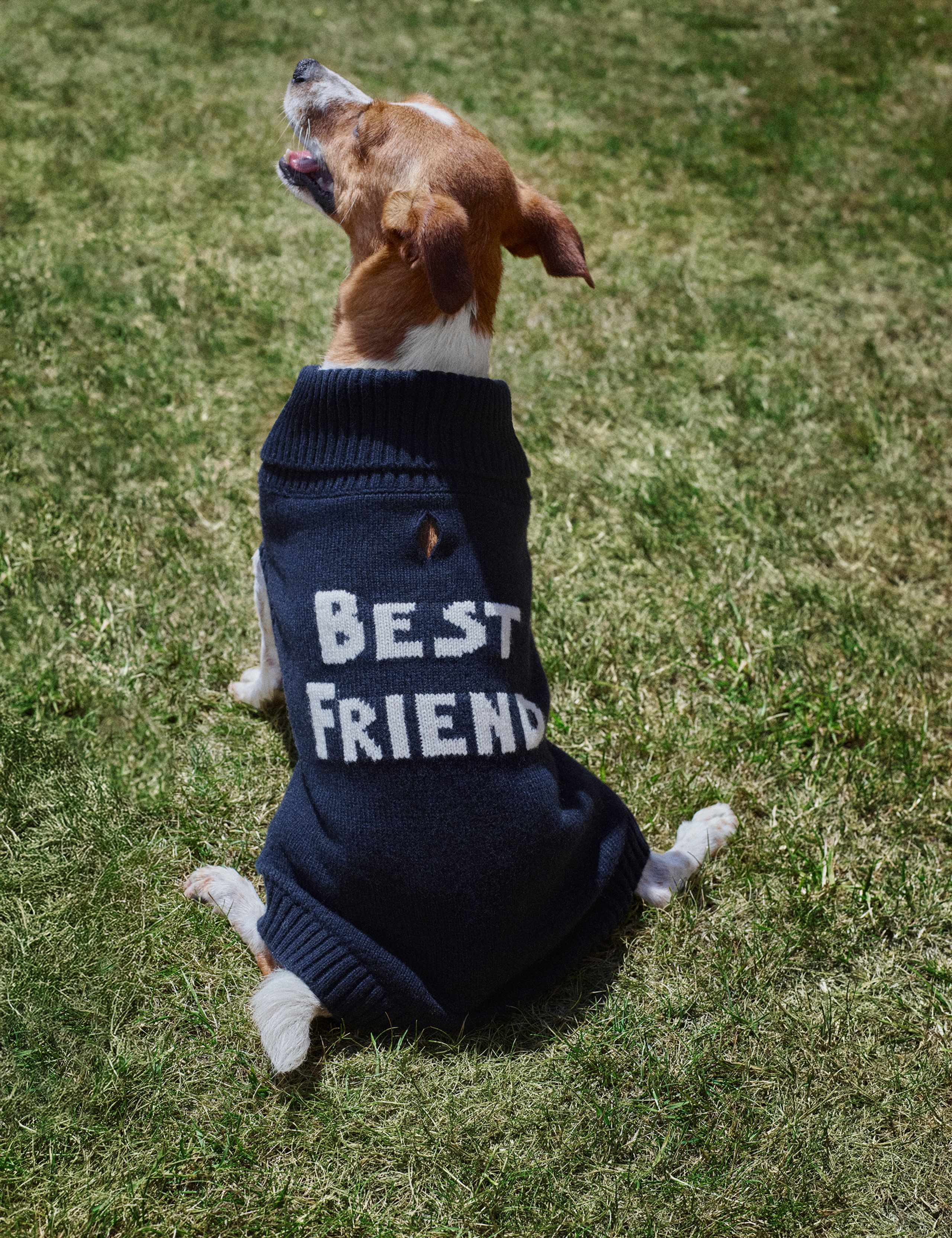 Lambswool Blend Dog Jumper