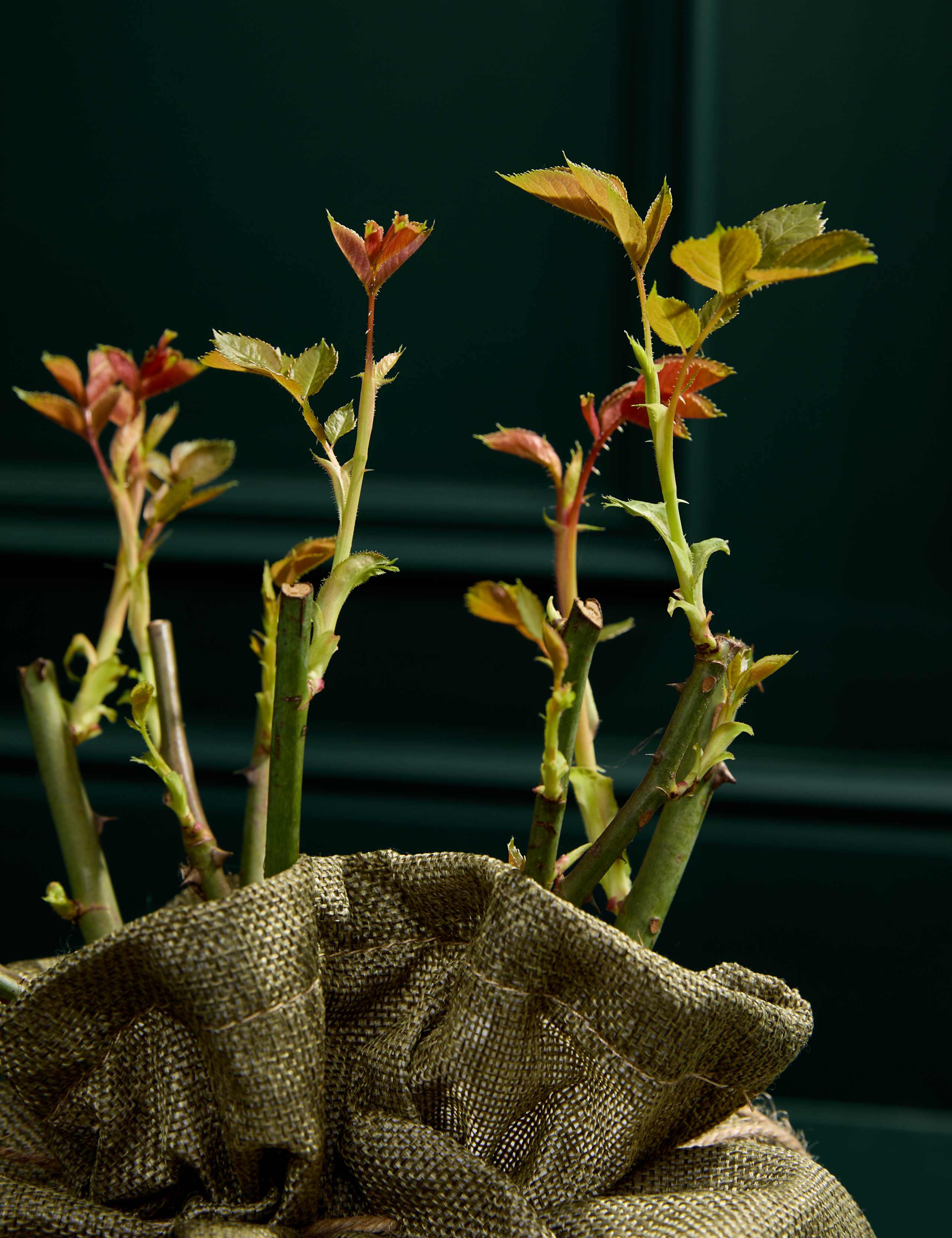 Thinking Of You Rose Plant