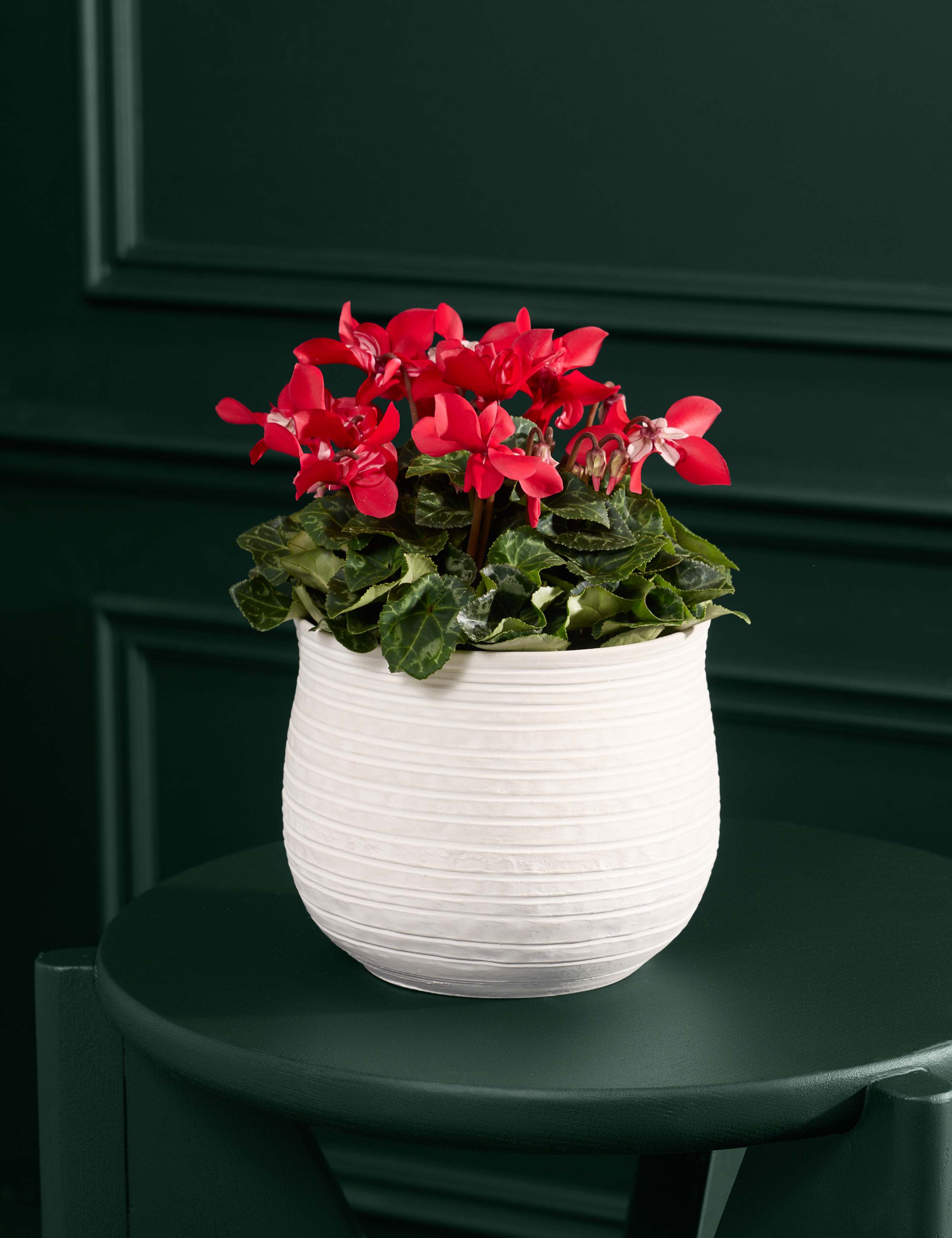 Djix Cyclamen in Ceramic Pot