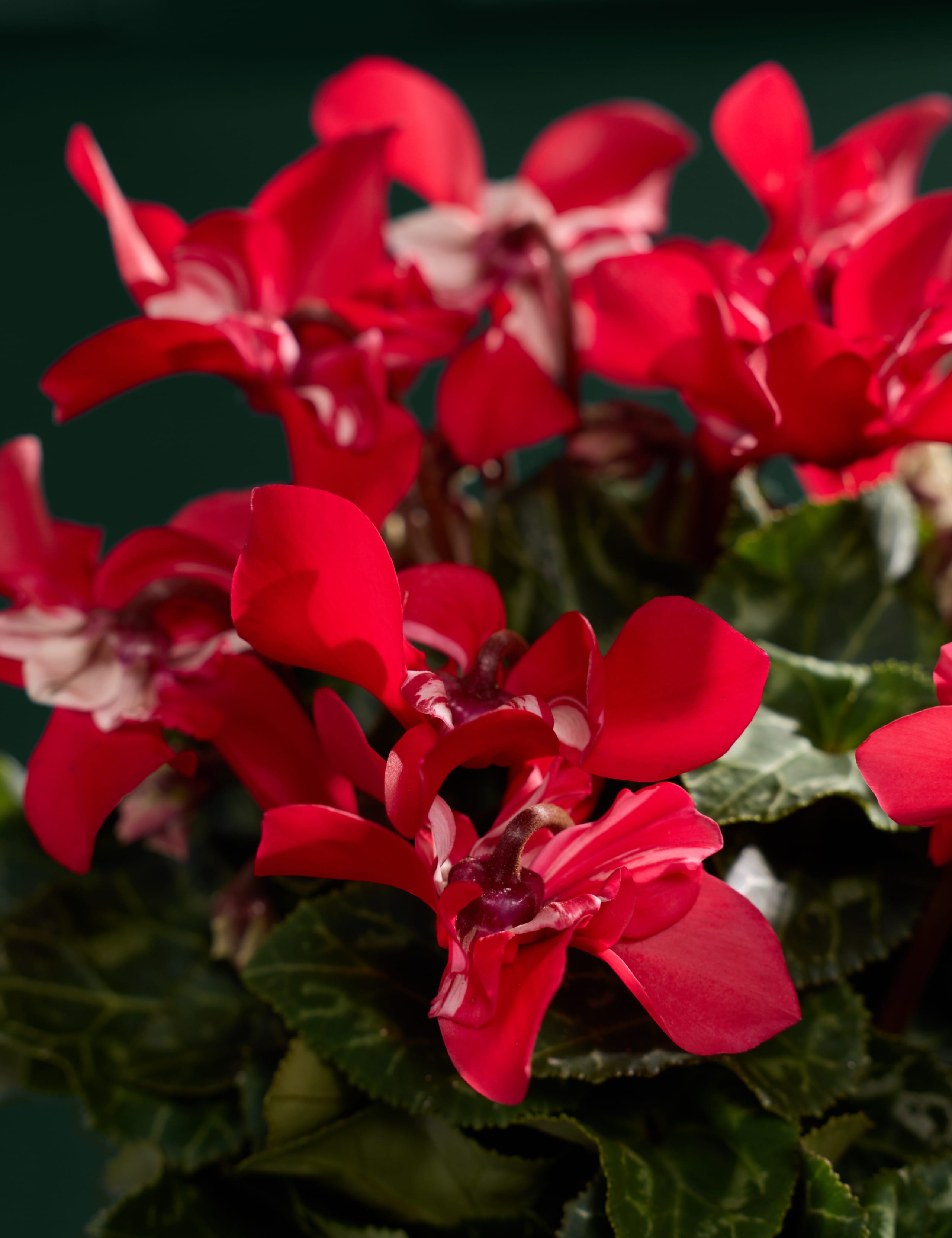 Djix Cyclamen in Ceramic Pot