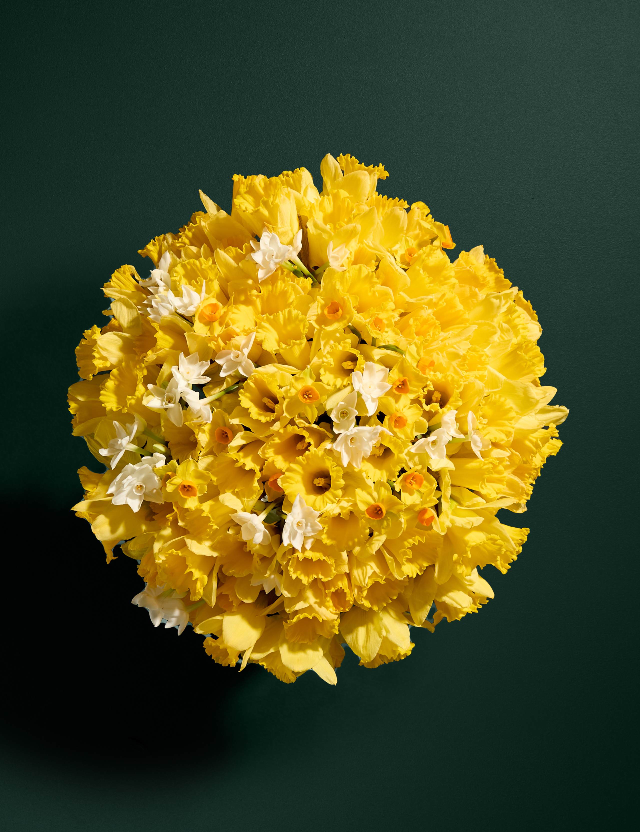 100 British Daffodils & Narcissus Bouquet