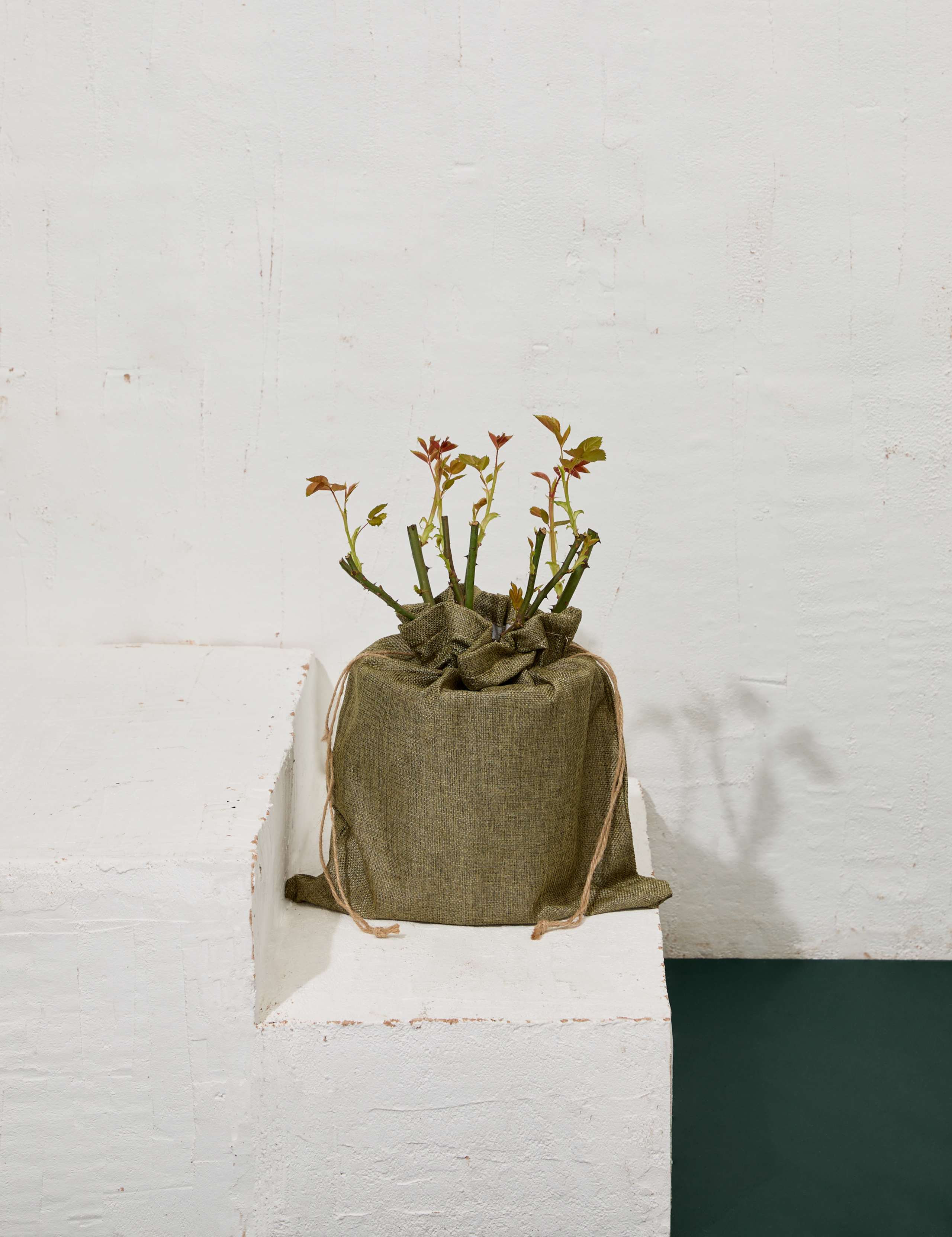 Mum In A Million Rose Plant