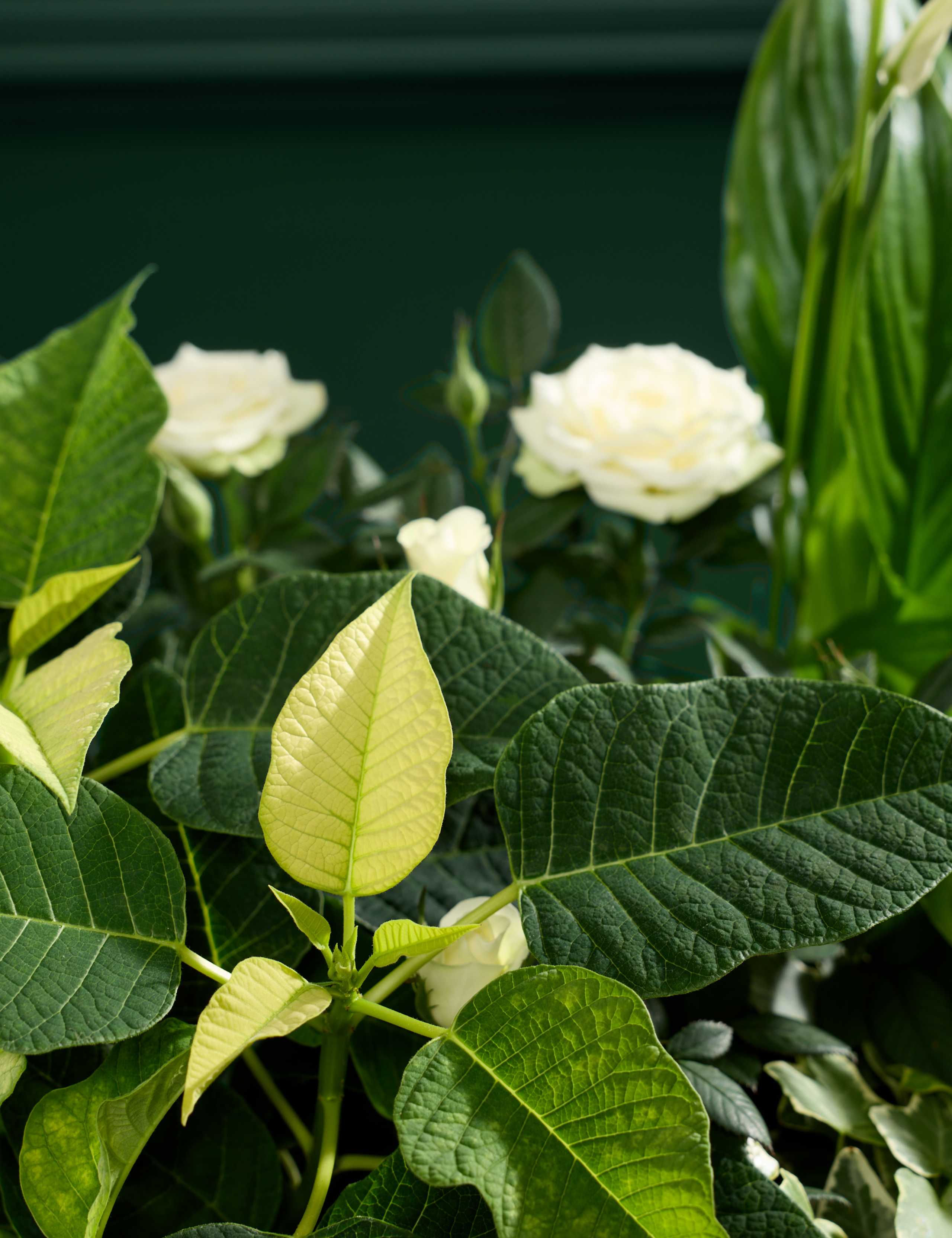 White Christmas Flowering Basket