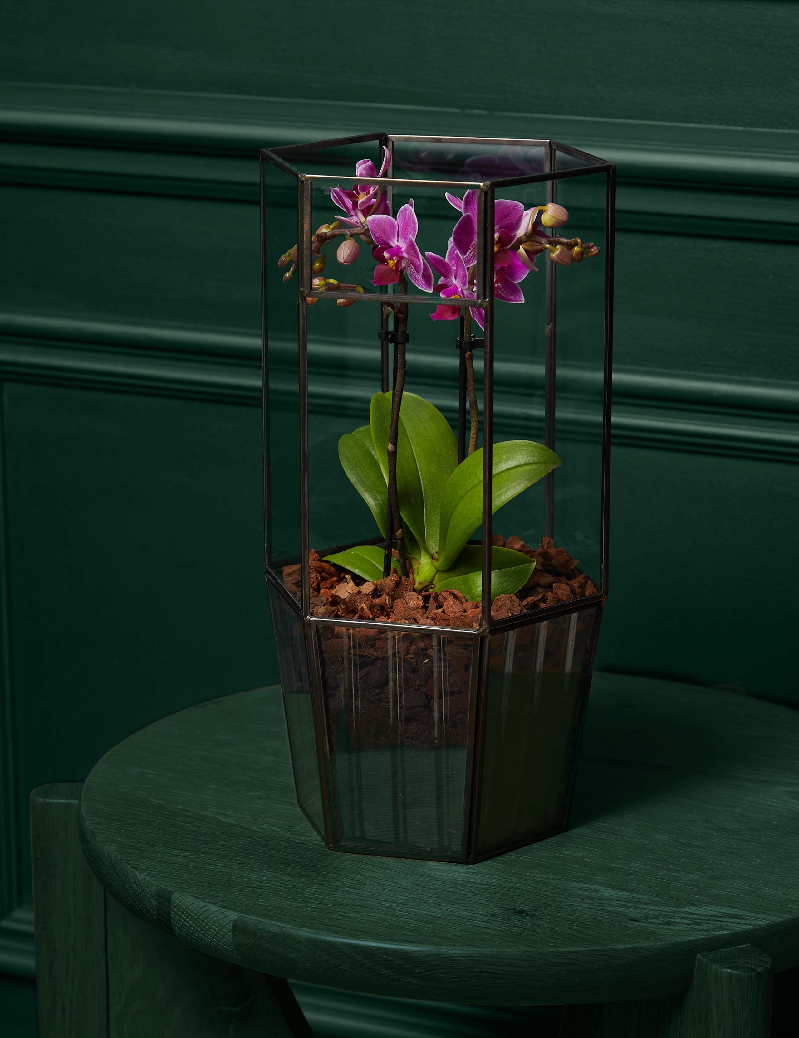 Phaelanopsis Purple Orchid in Glass Terrarium