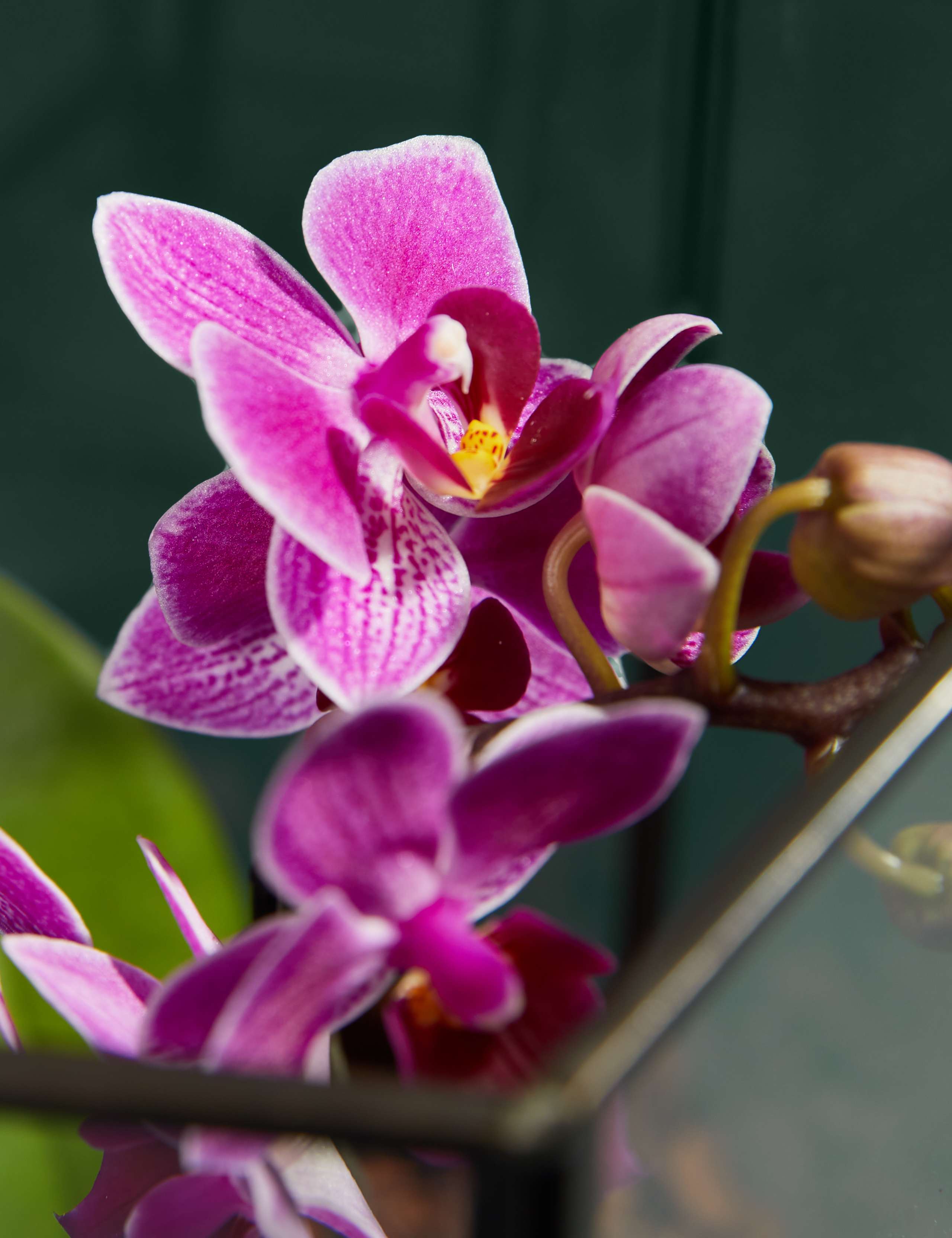 Phaelanopsis Purple Orchid in Glass Terrarium