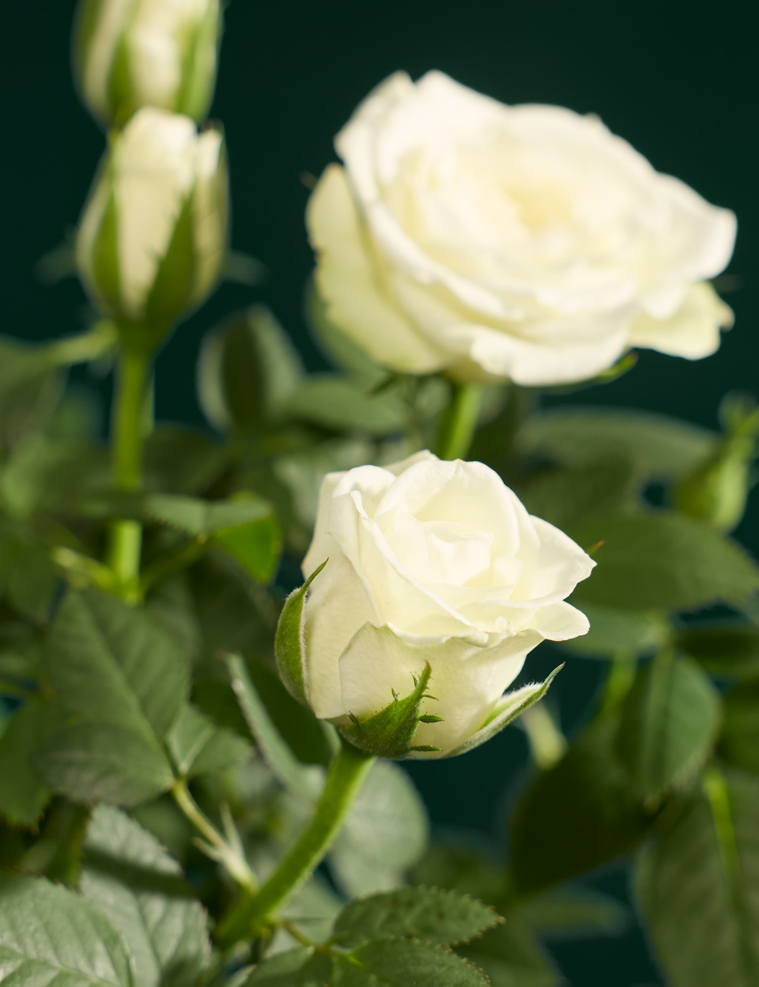 White Rose with Christmas Candle