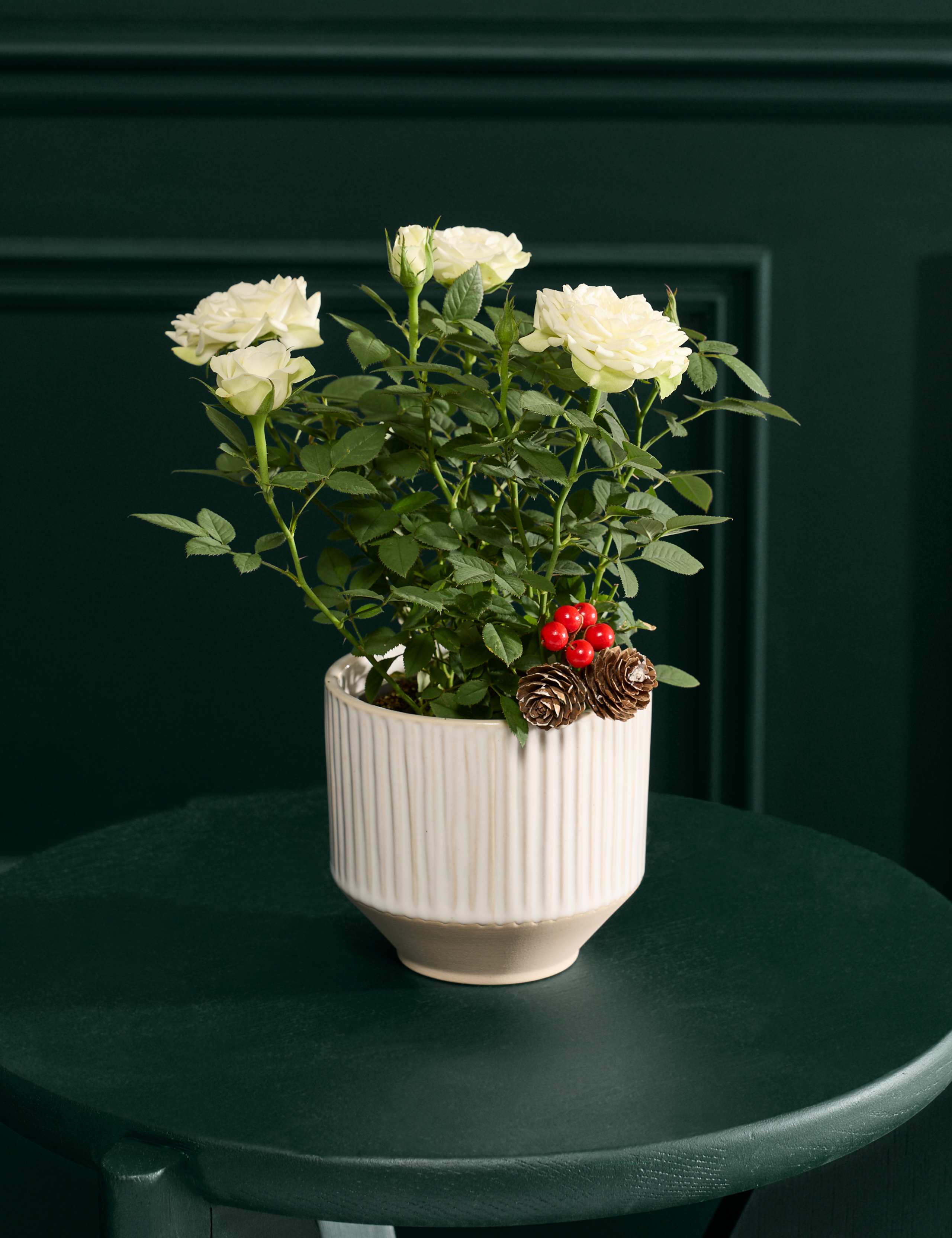 Christmas White Rose In Ceramic Pot