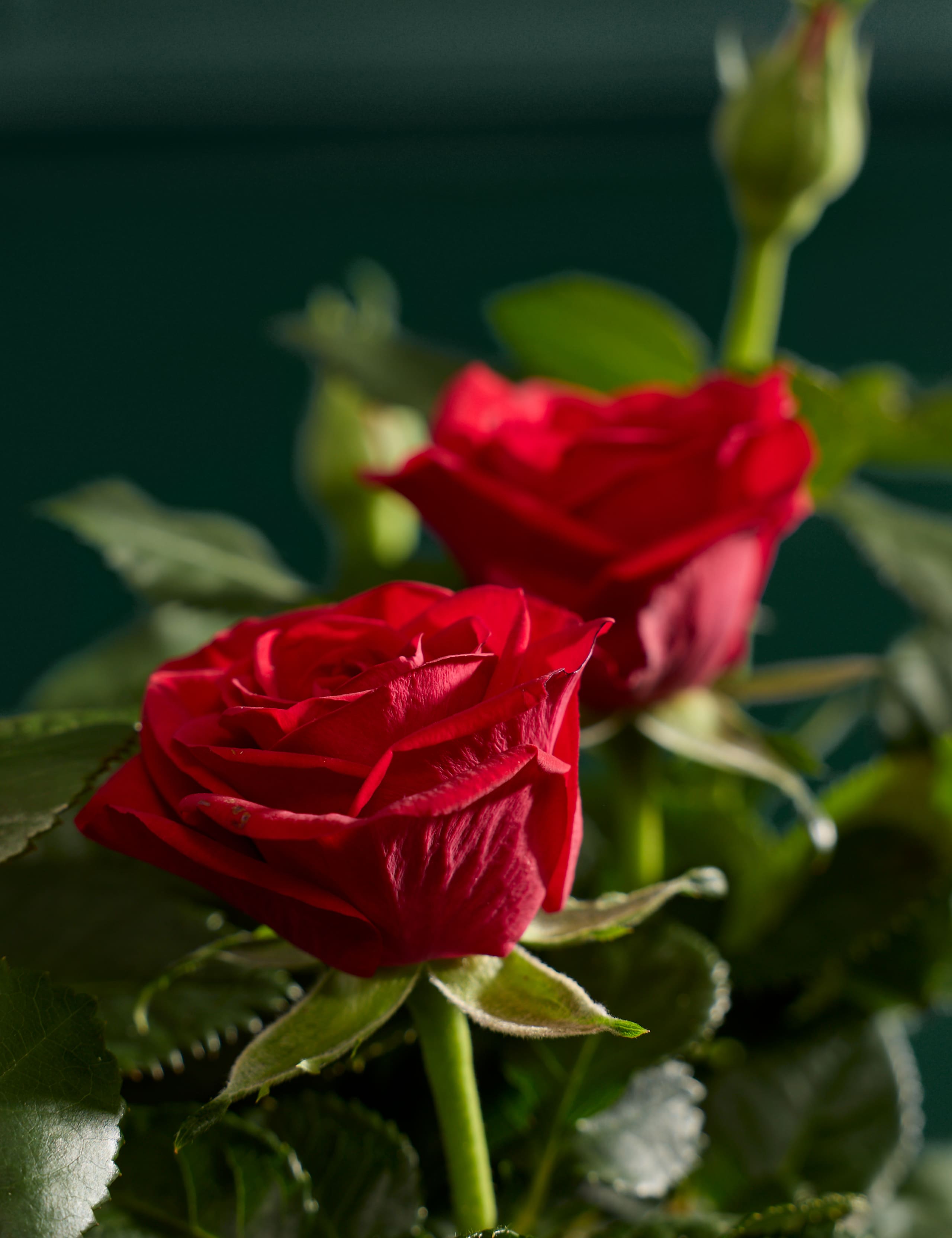 Christmas Red Rose in Ceramic Pot