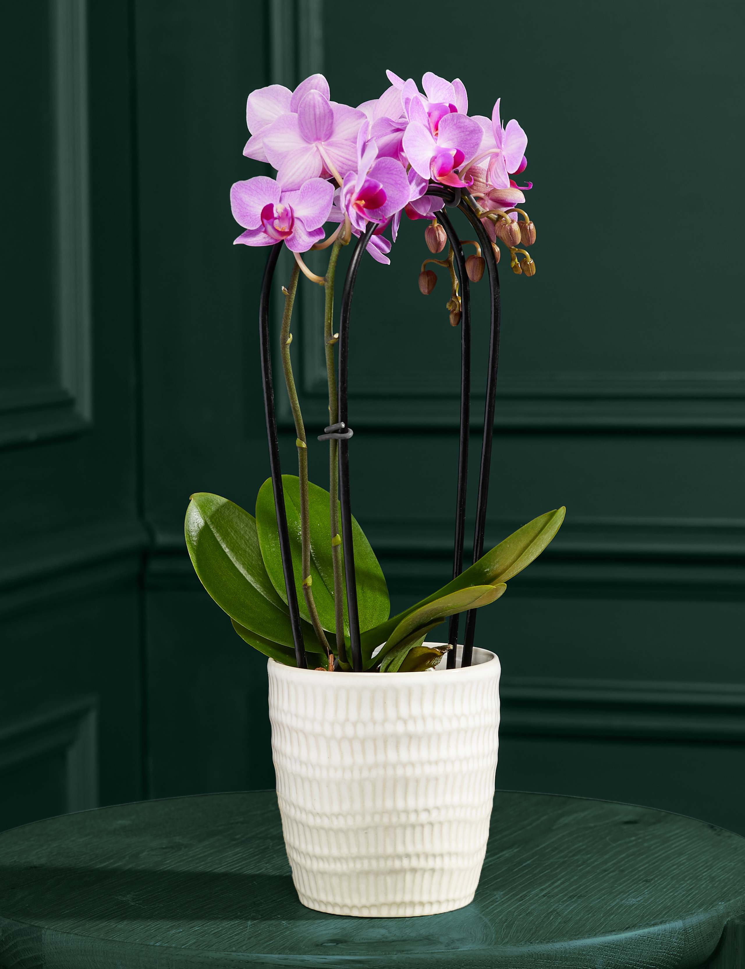 Purple Miniature Phalaenopsis Cascade Orchid in Ceramic Pot
