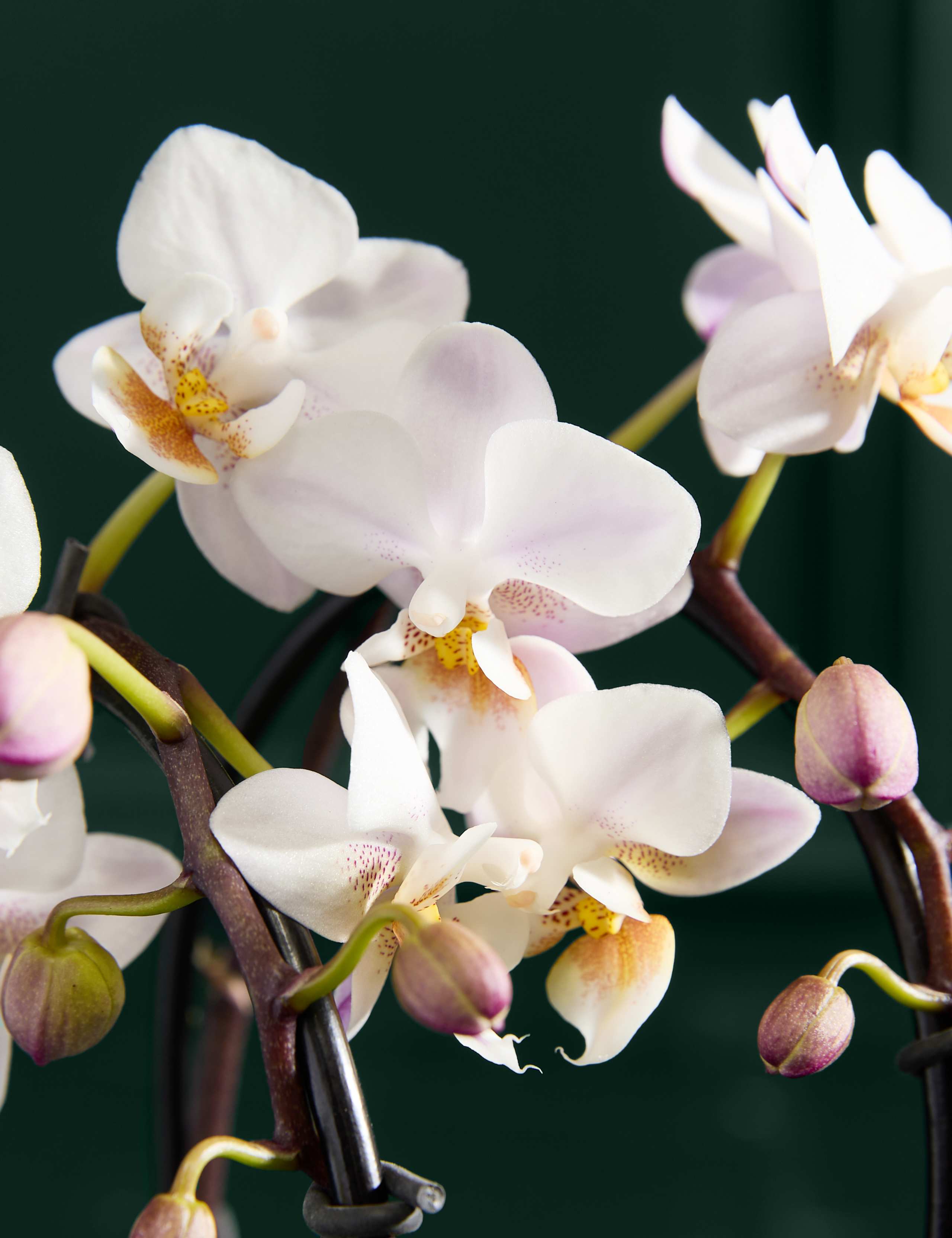 White Miniature Phalaenopsis Cascade Orchid in Ceramic Pot