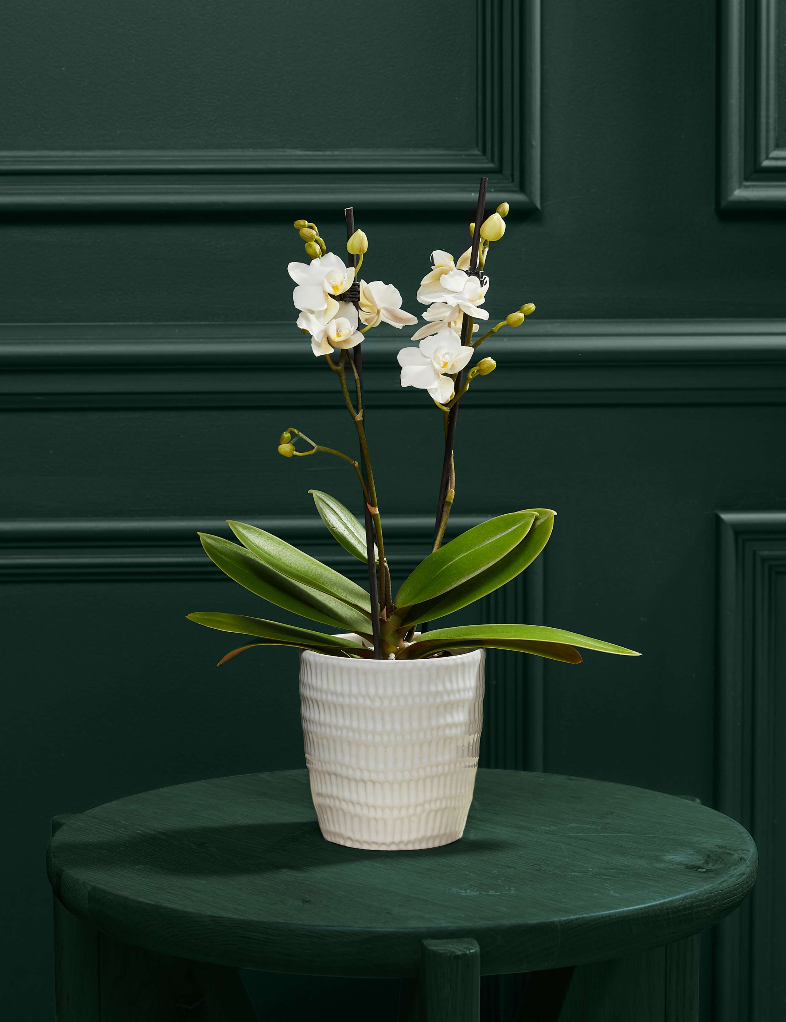 White Miniature Phalaenopsis Orchid in Ceramic Pot