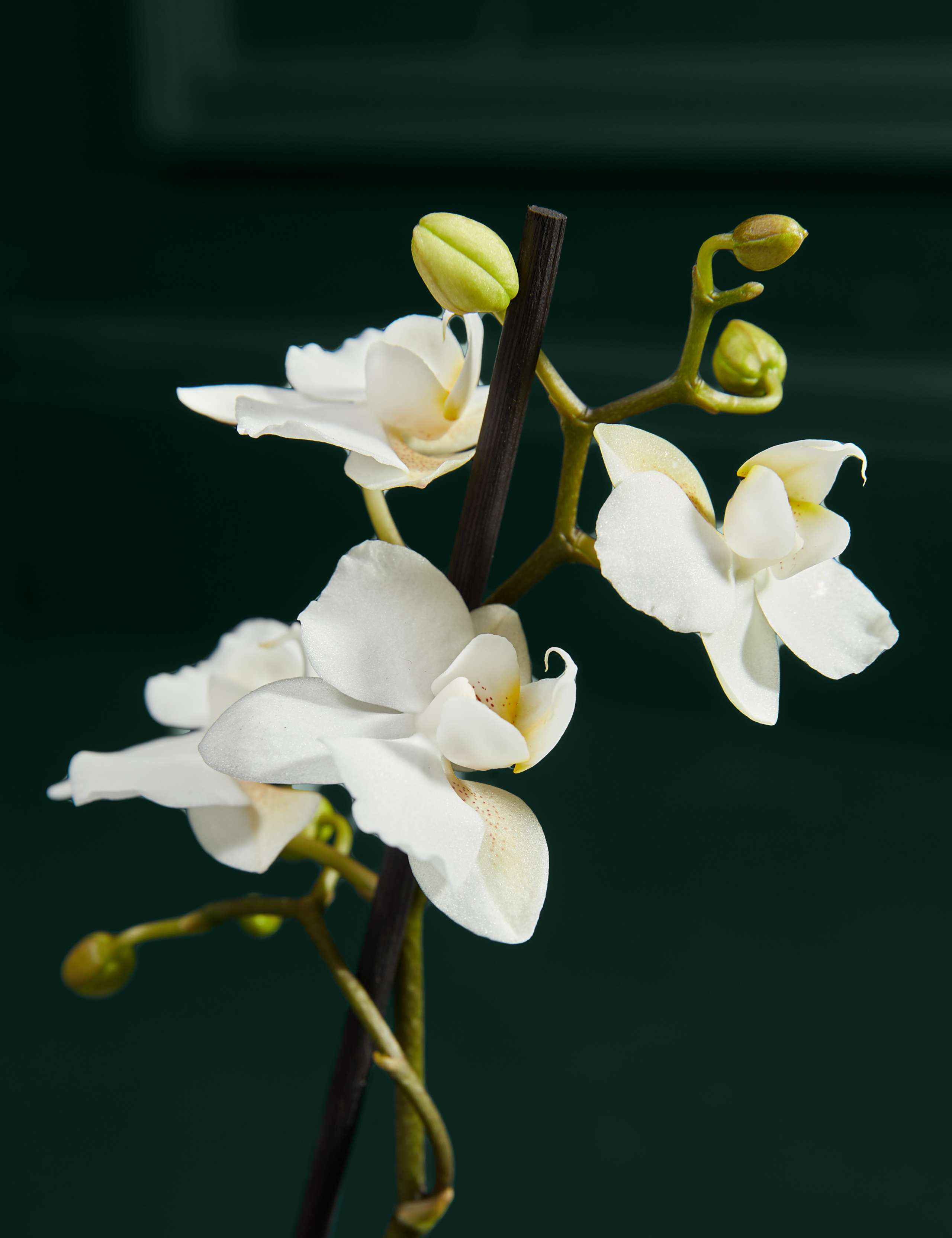 White Miniature Phalaenopsis Orchid in Ceramic Pot
