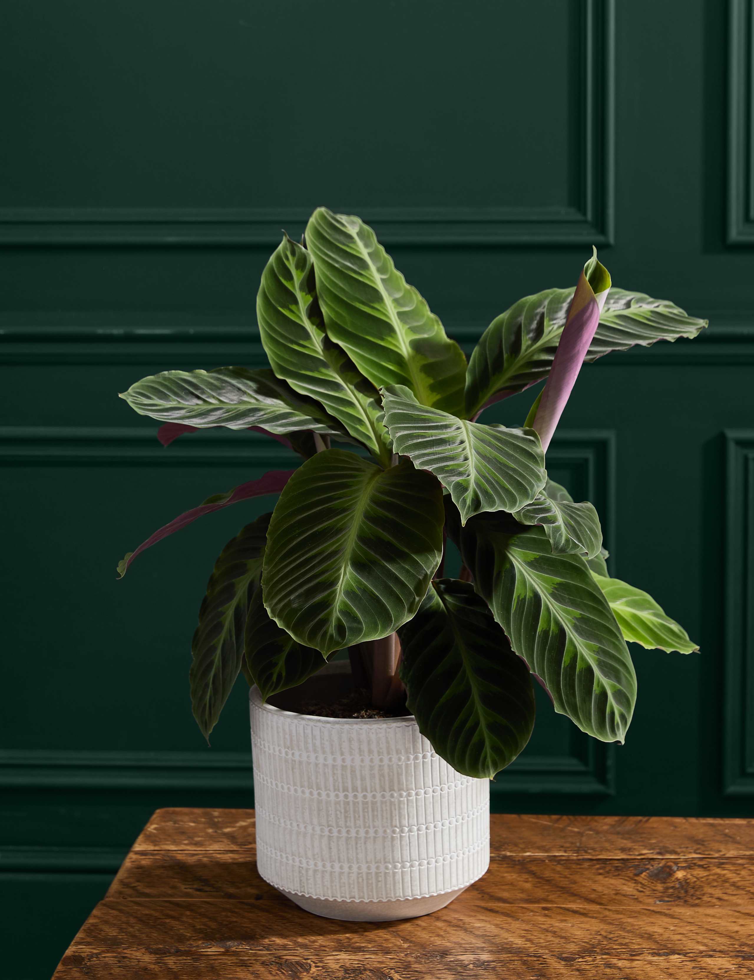 Large Calathea Plant