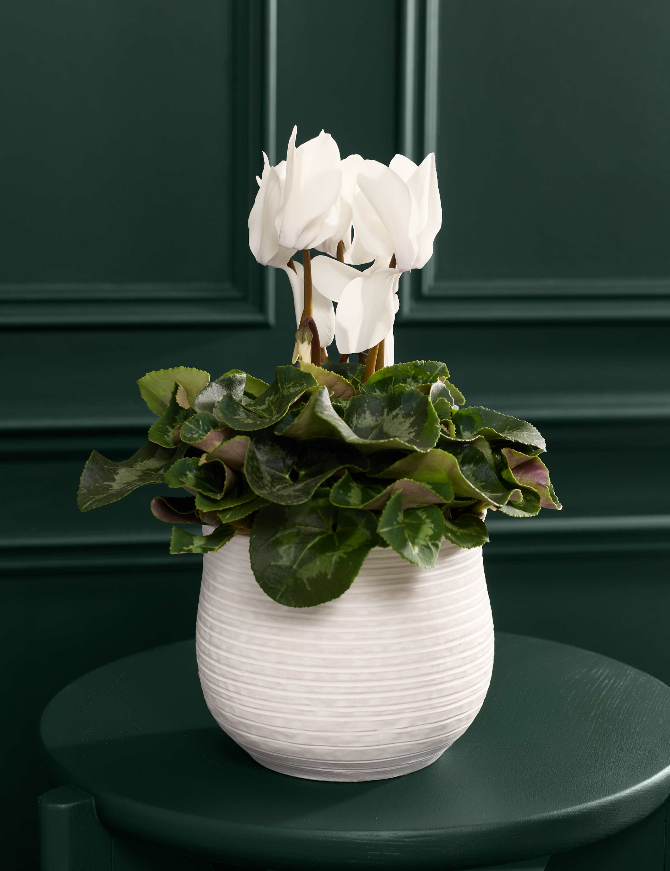 White Cyclamen in Ceramic Pot