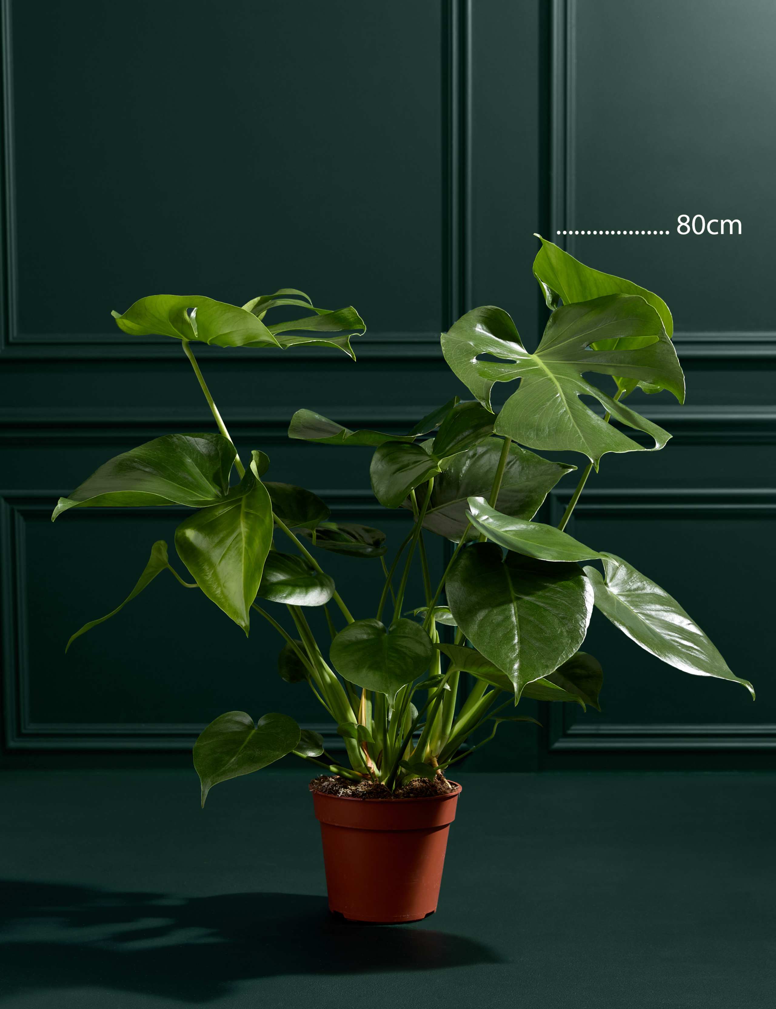Large Monstera (Swiss Cheese Plant)