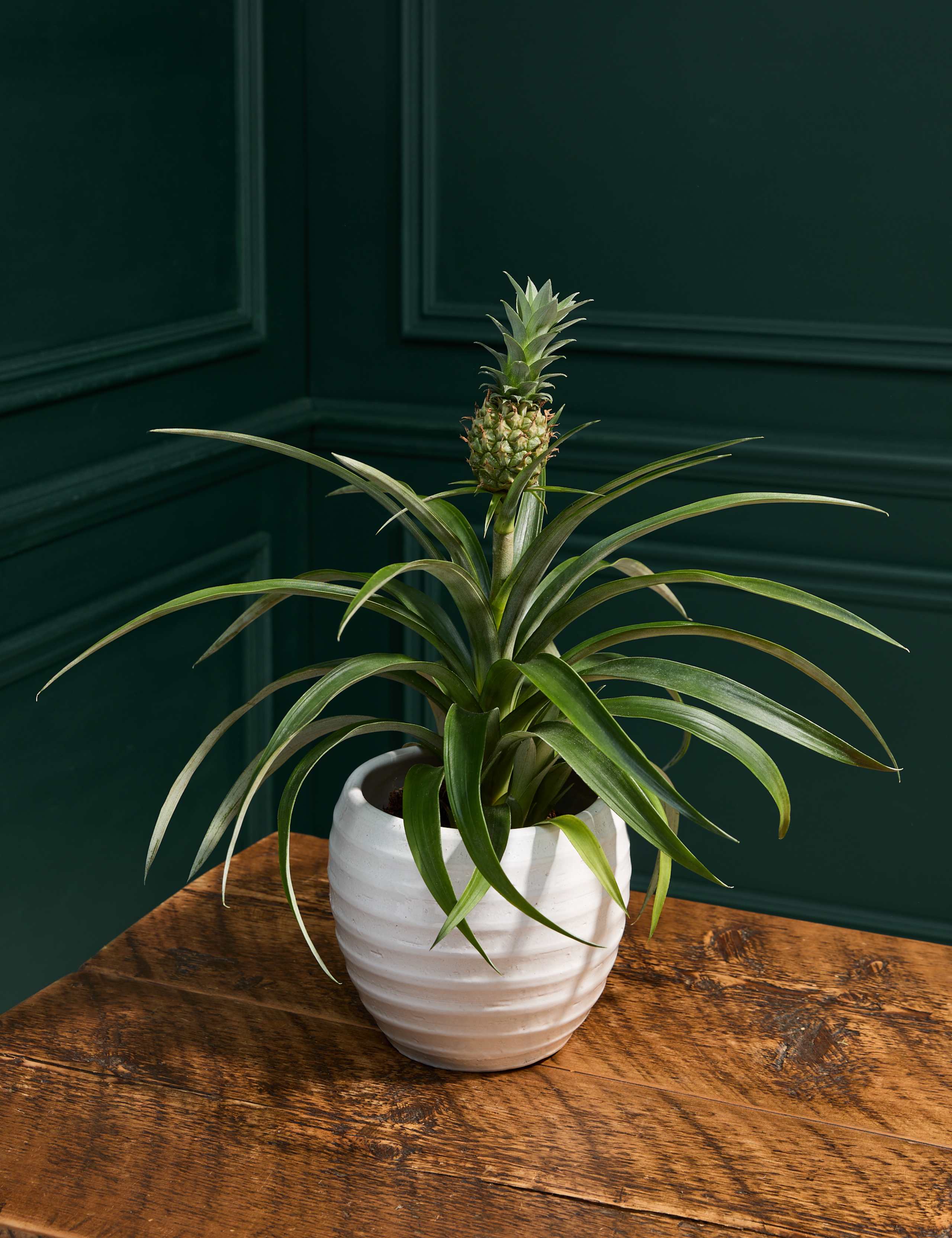 Pineapple Plant in Tin Pot