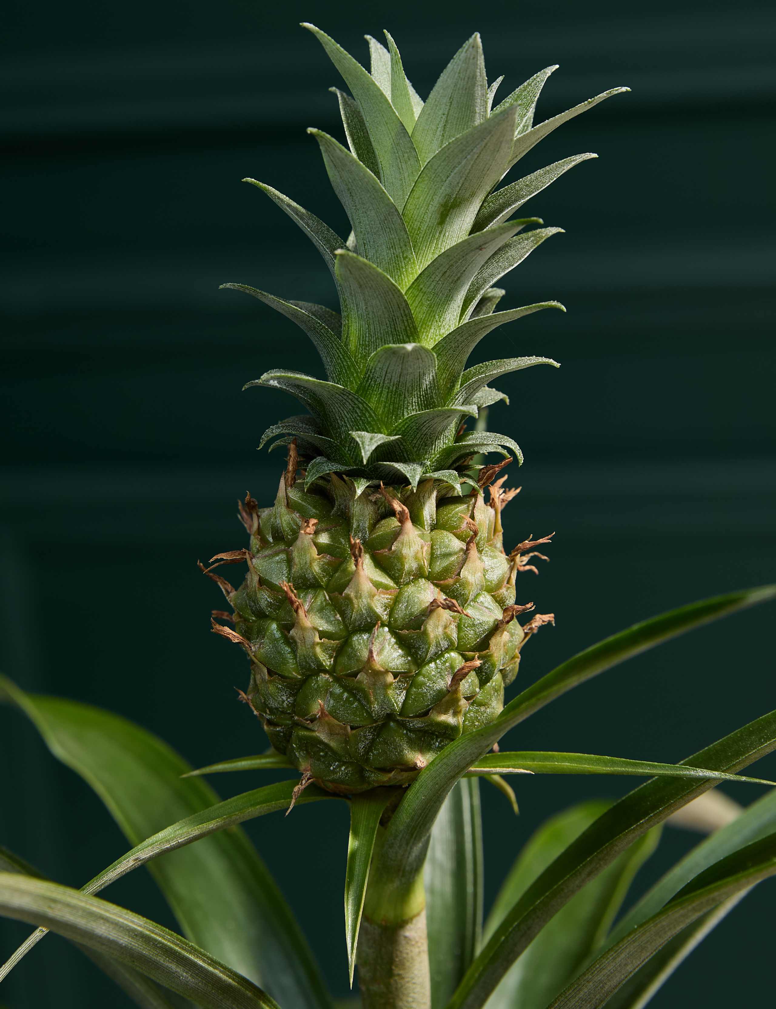 Pineapple Plant in Tin Pot