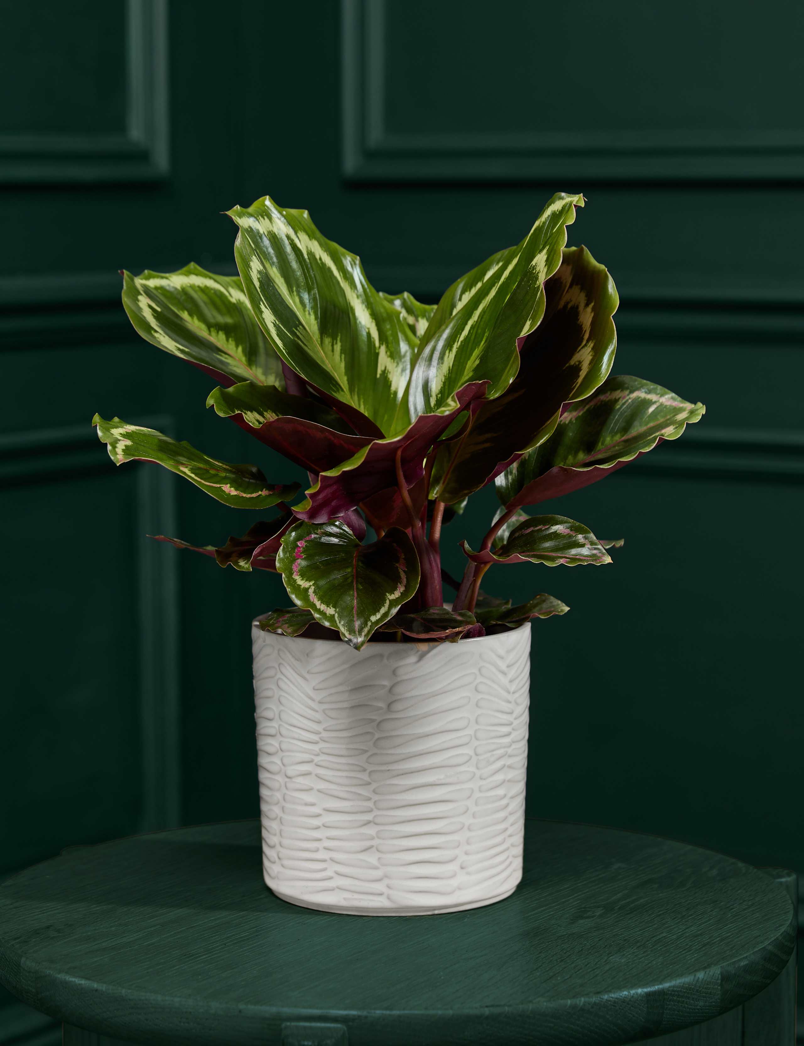 Medium Calathea in Ceramic Pot