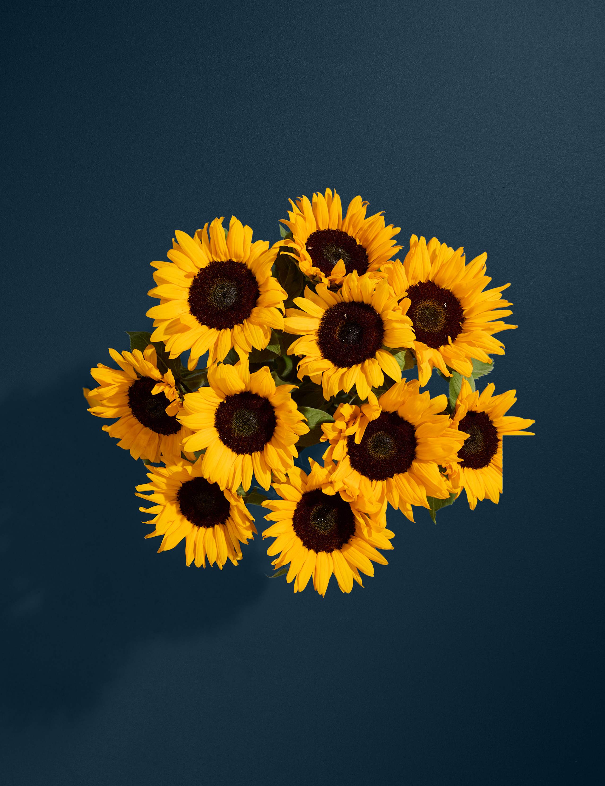 Katherine Jenkins Sunflowers with Cygnet 22 Gin