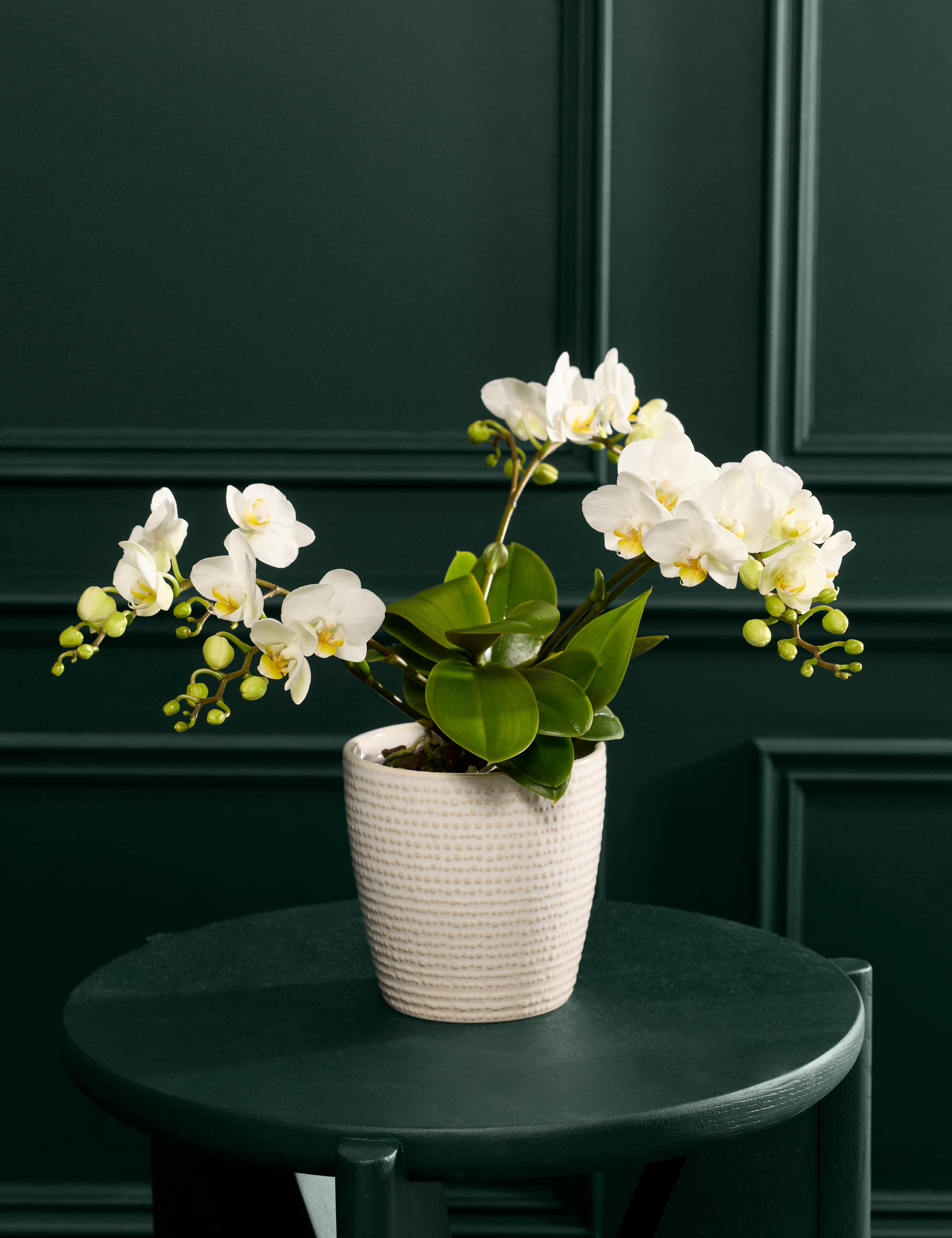 White Unstaked Orchid in Ceramic Pot