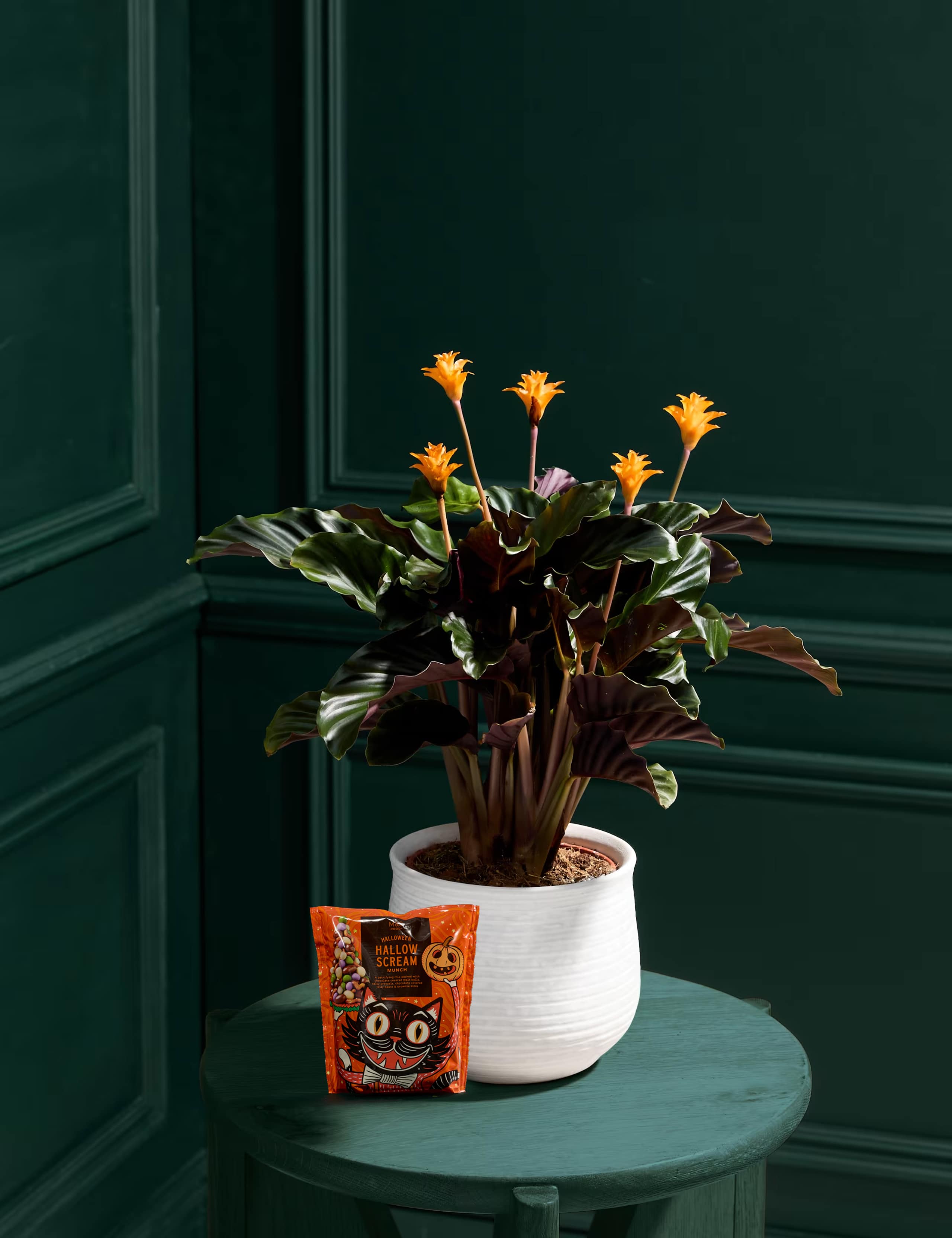 Calathea in Ceramic Pot with Halloween Munch