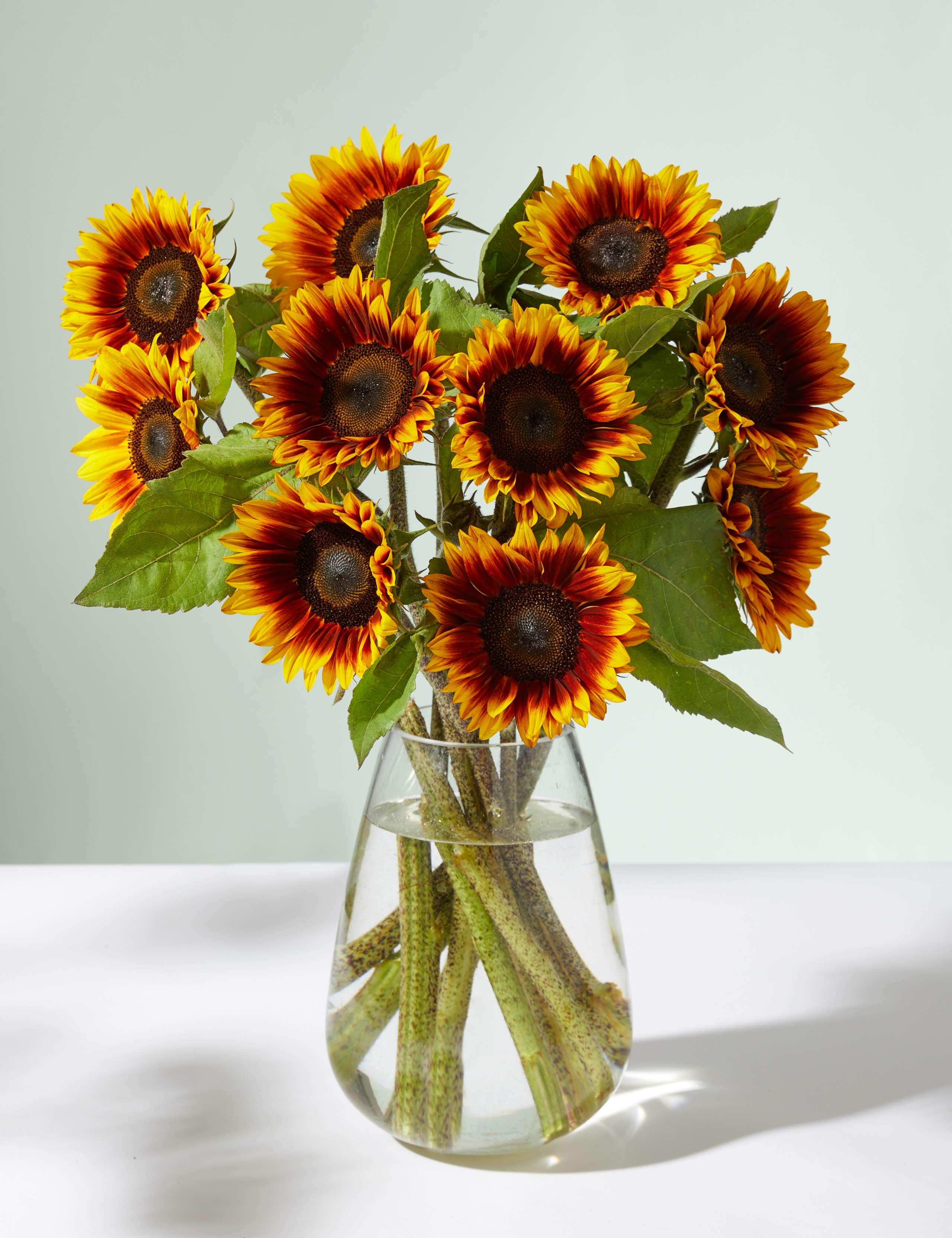 Speciality Sunflower Abundance Bouquet