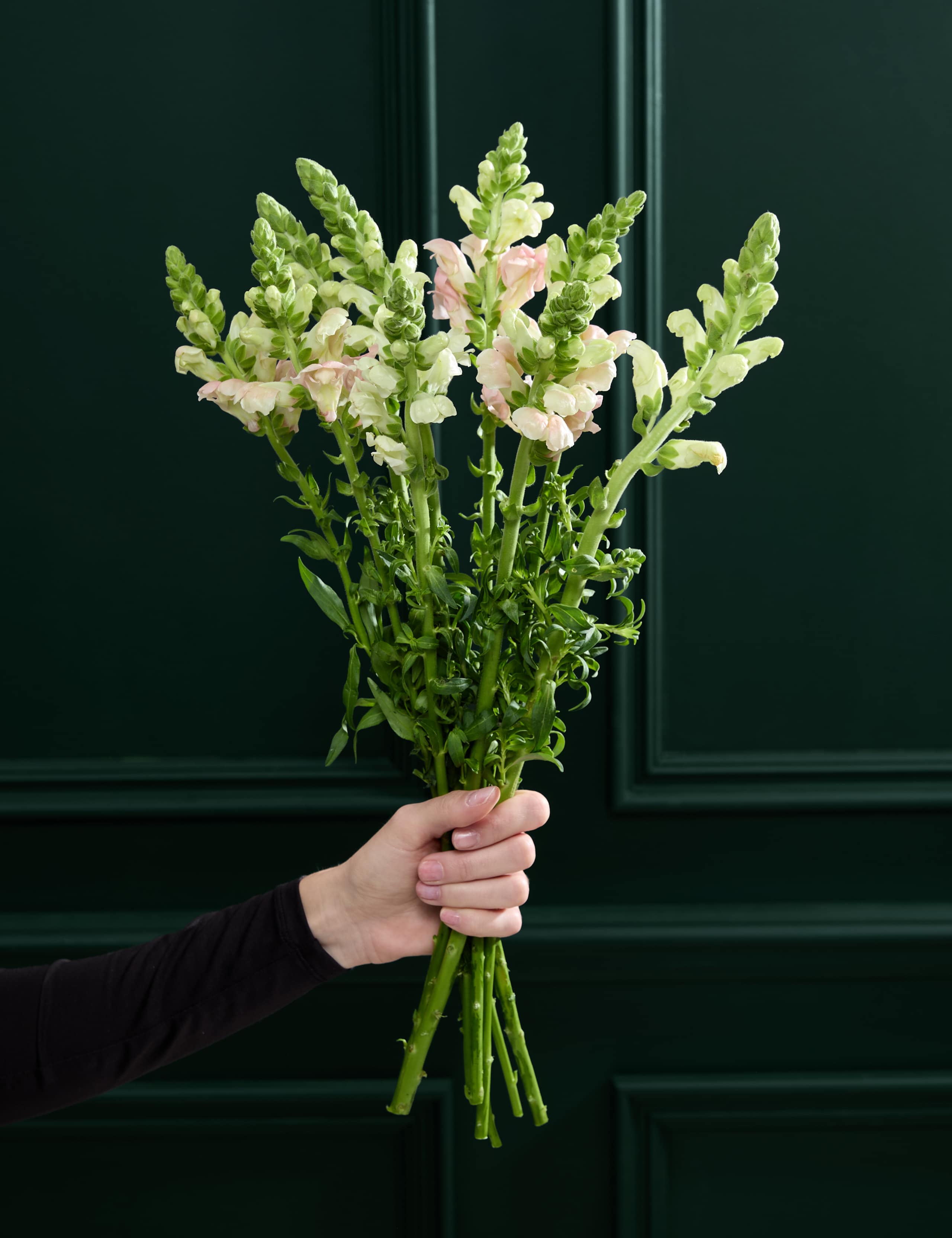 Antirrhinum Abundance Bouquet