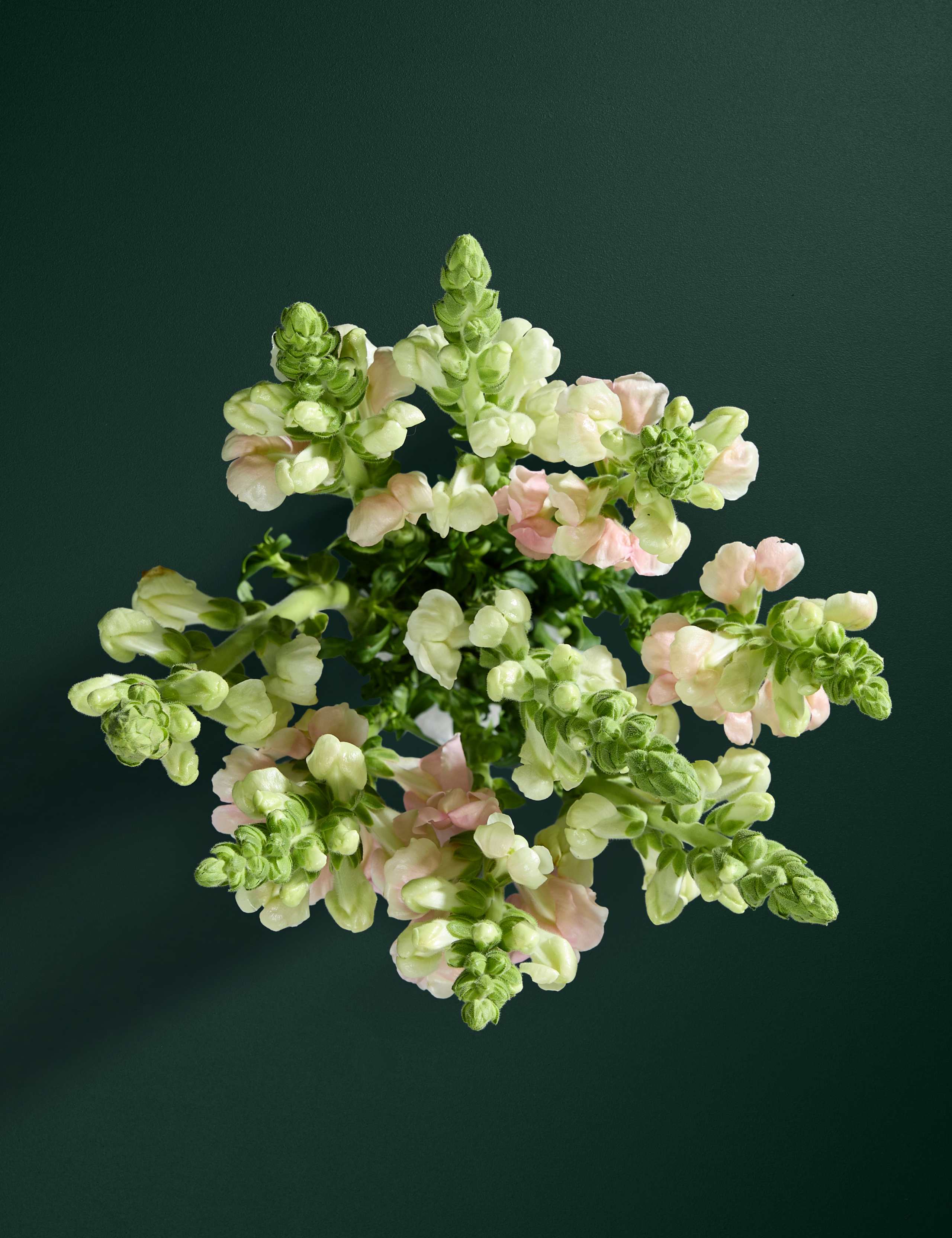 Antirrhinum Abundance Bouquet