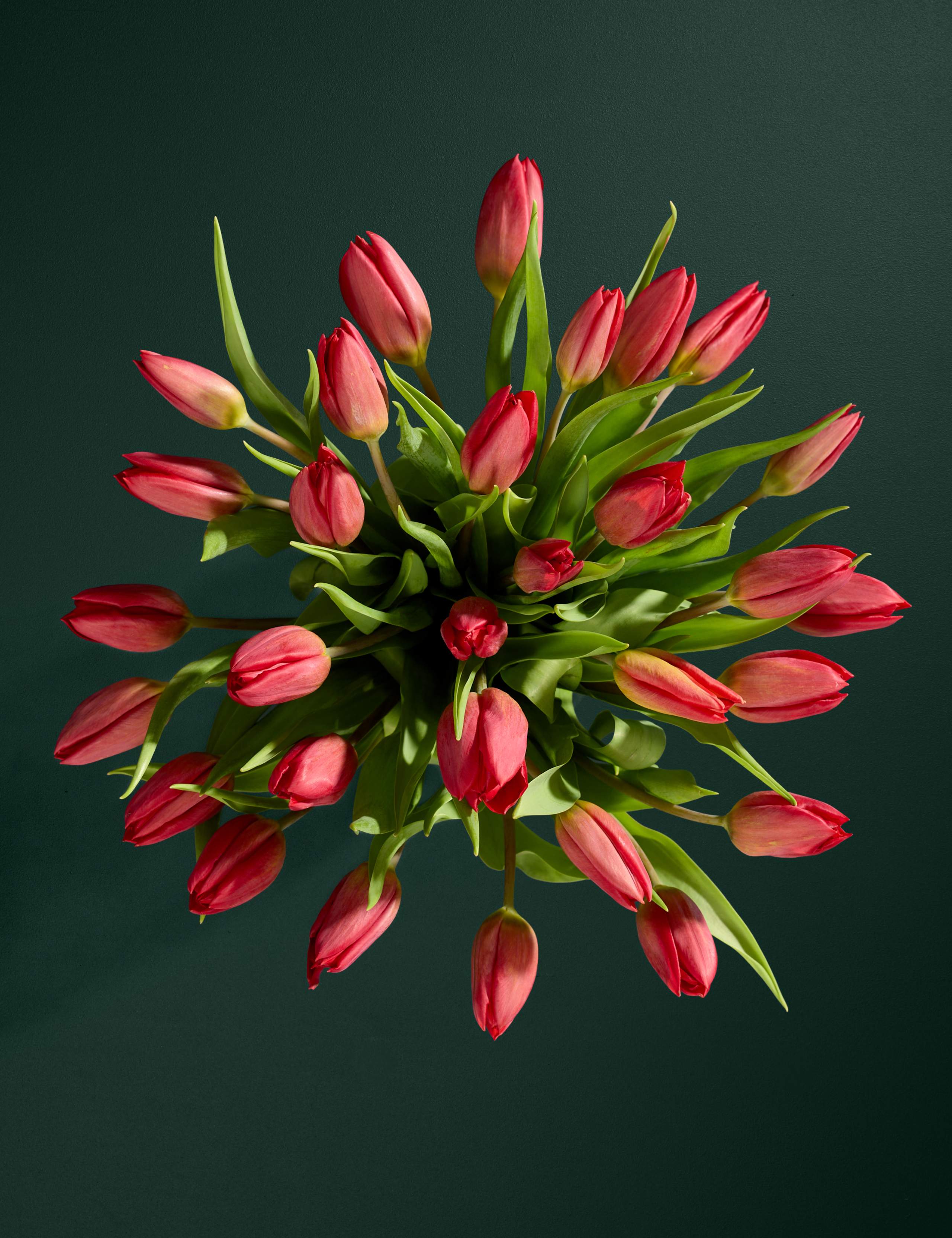 Valentine's British Red Tulip Abundance Bouquet & Prosecco