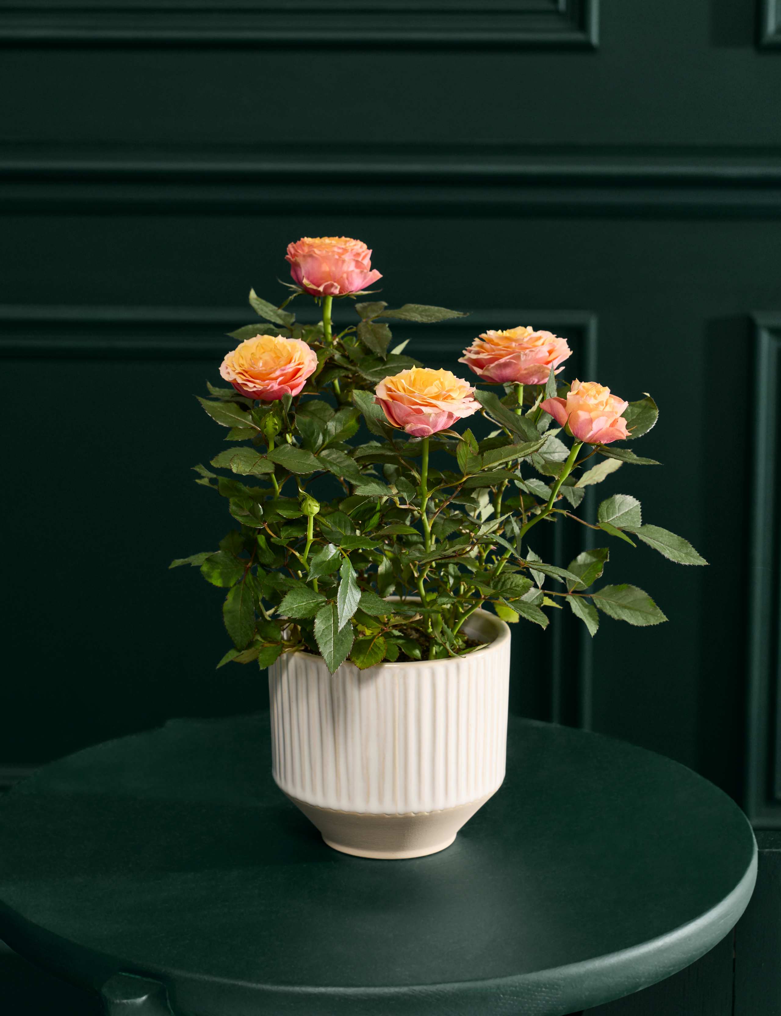 Luxury Orange Rose in Ceramic Pot