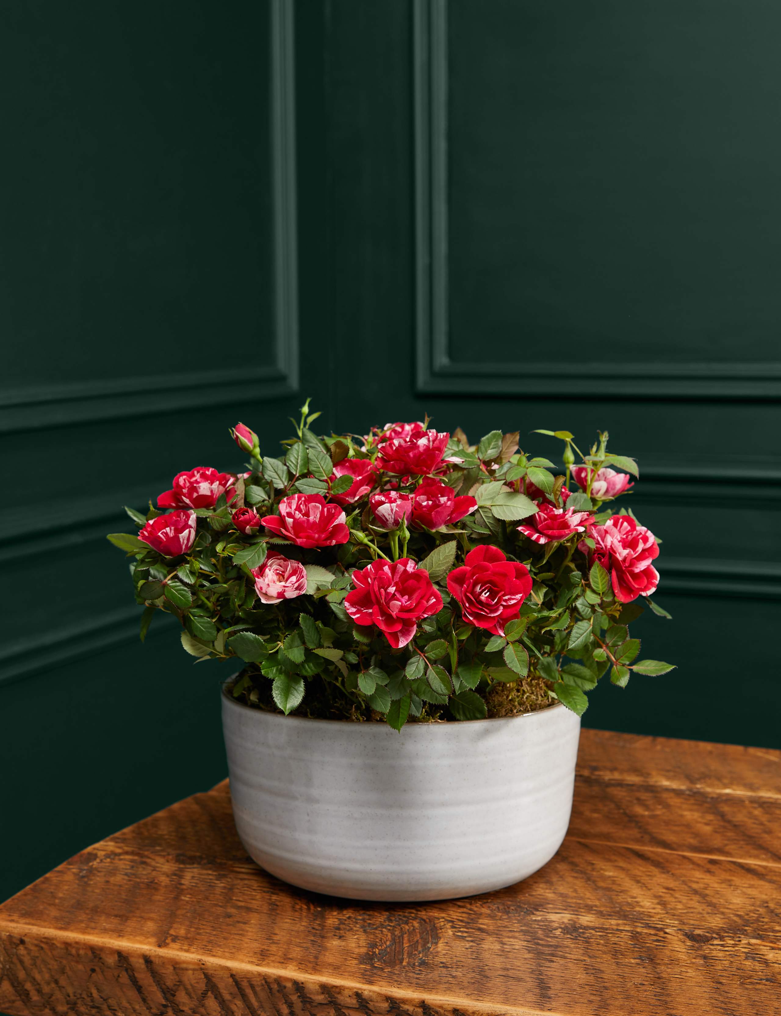 Gigi Rose Planter