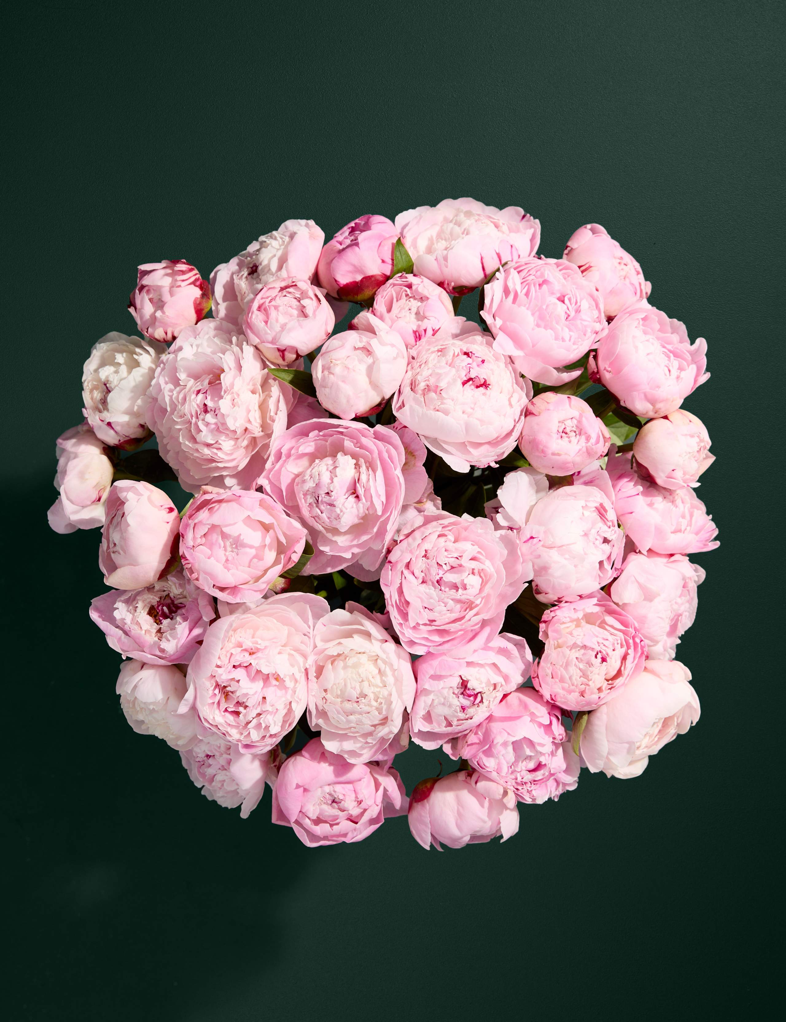 Bountiful Bouquet of Peonies