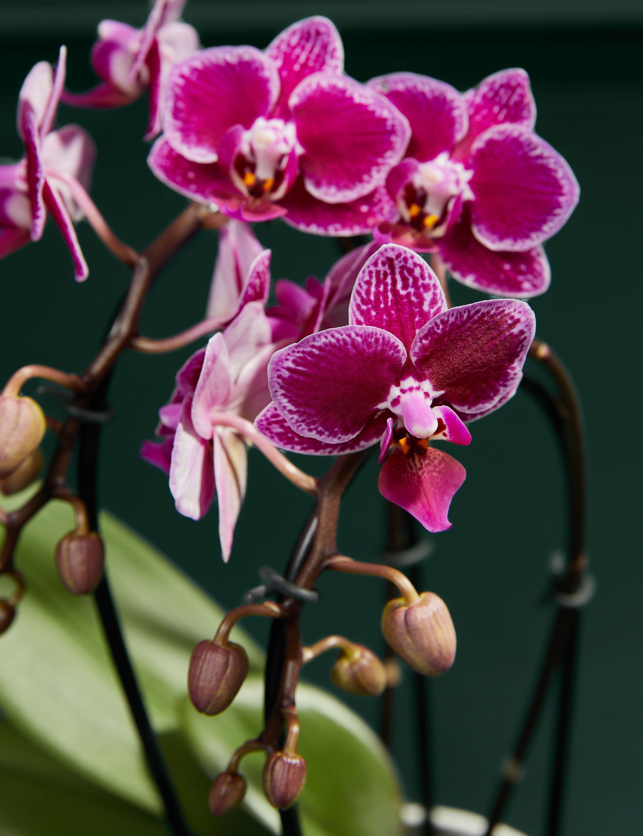 Miniature Purple Cascade Orchid with Chocolate Florentines