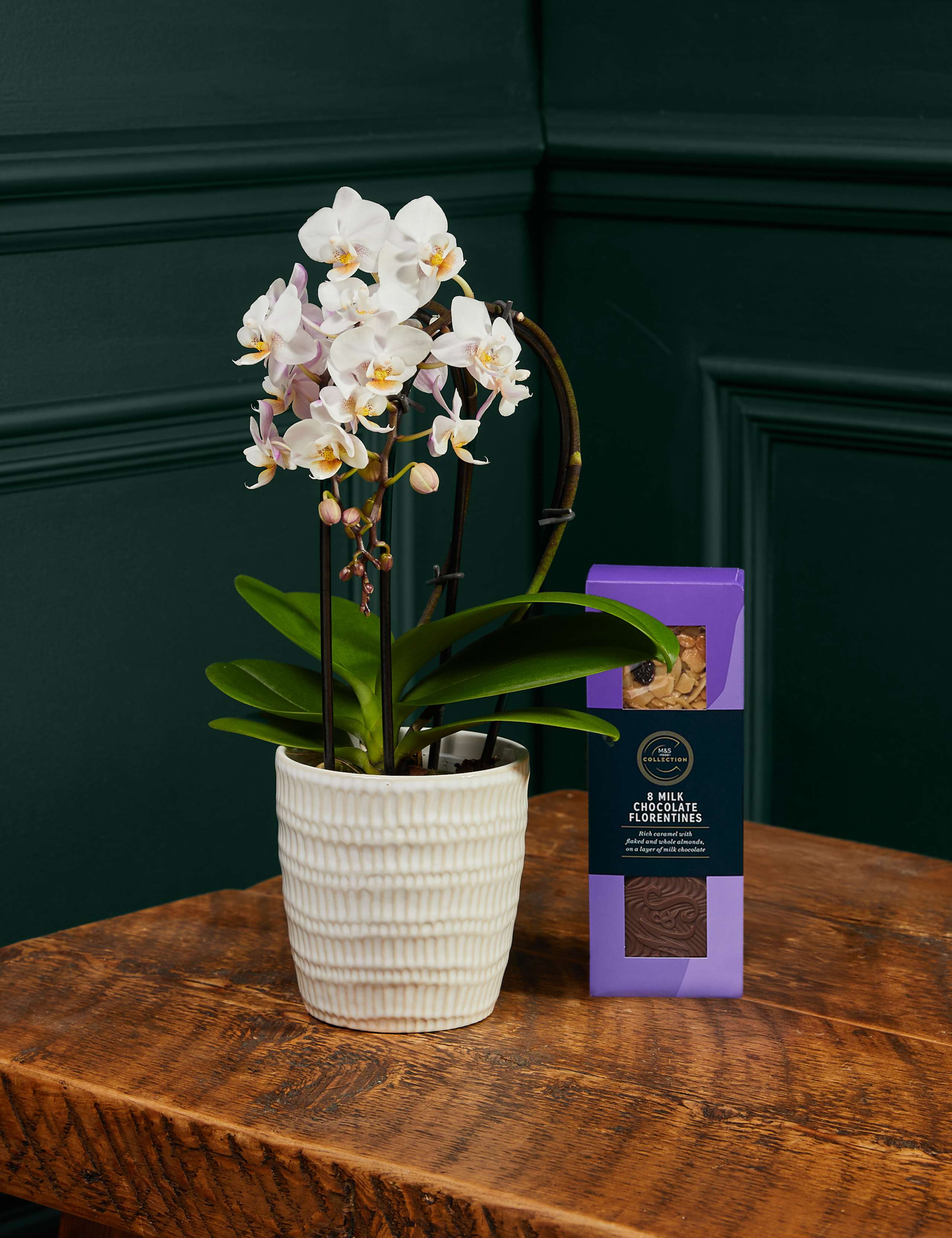 Miniature White Orchid with Chocolate Florentines
