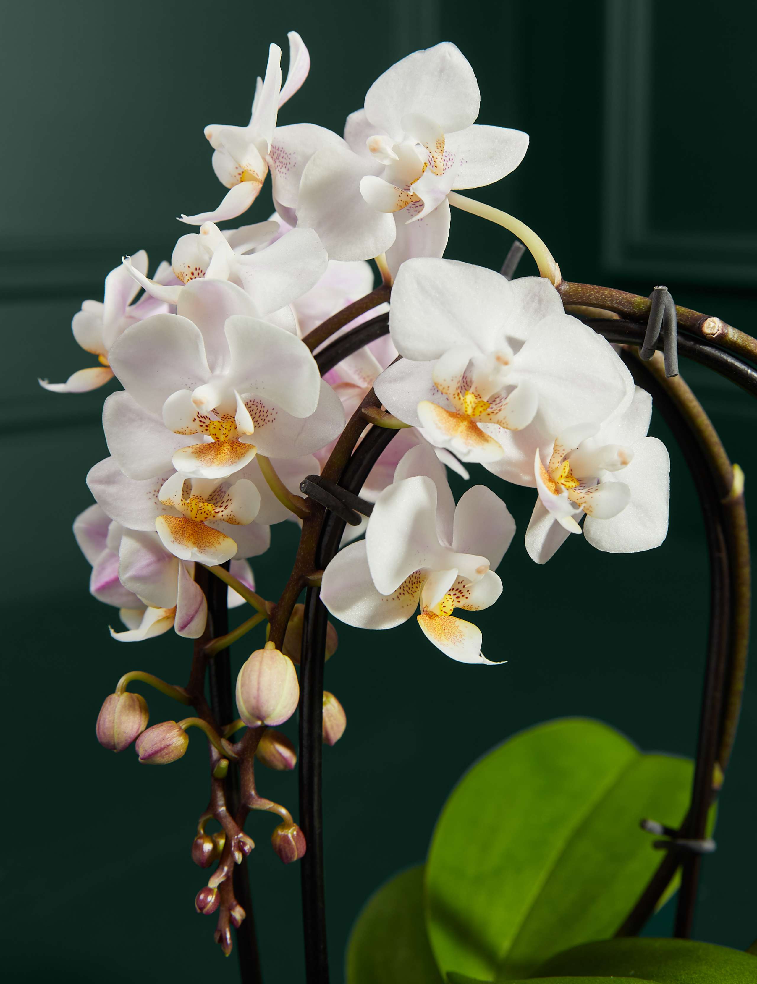 Miniature White Orchid with Chocolate Florentines