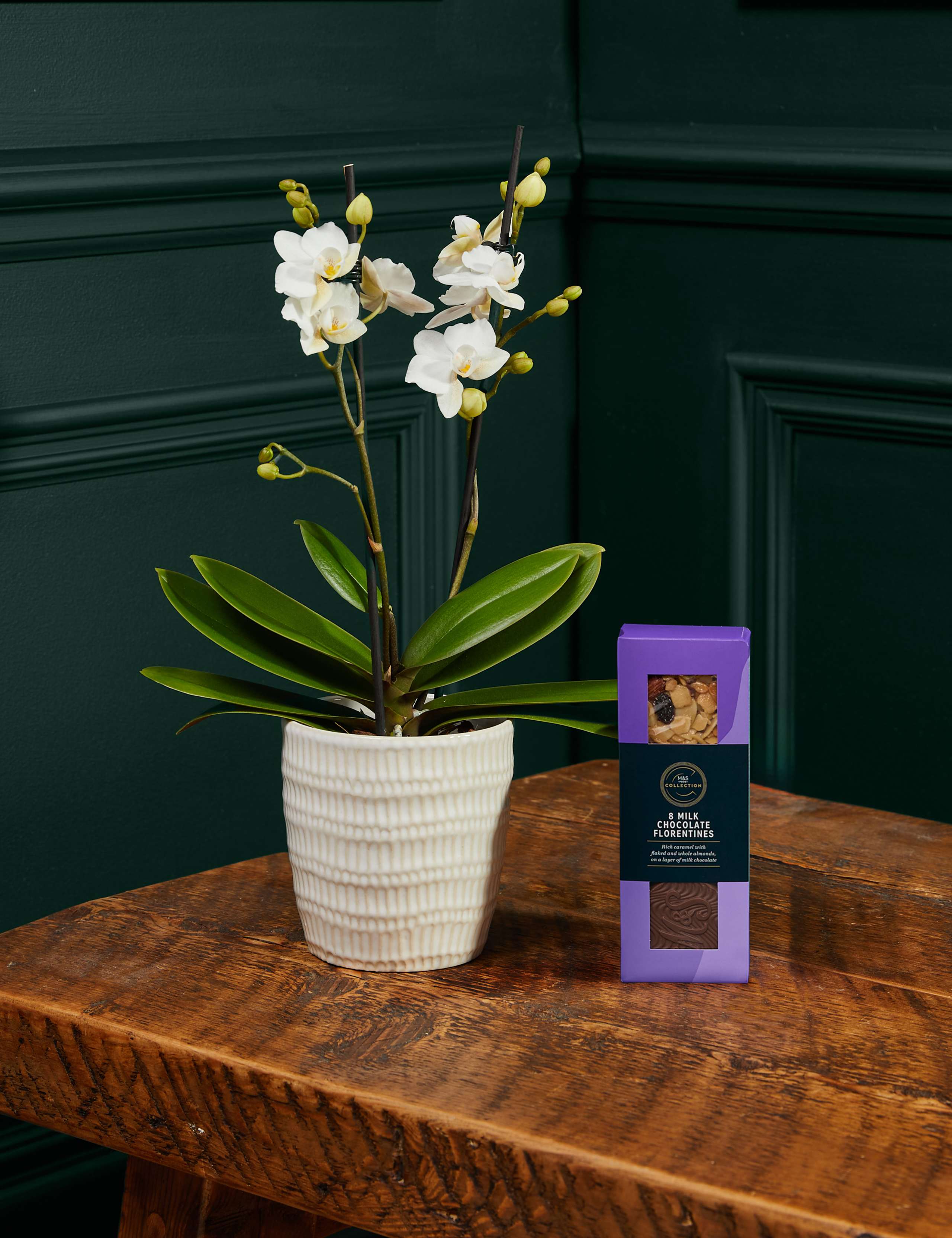 Miniature White Orchid with Chocolate Florentines