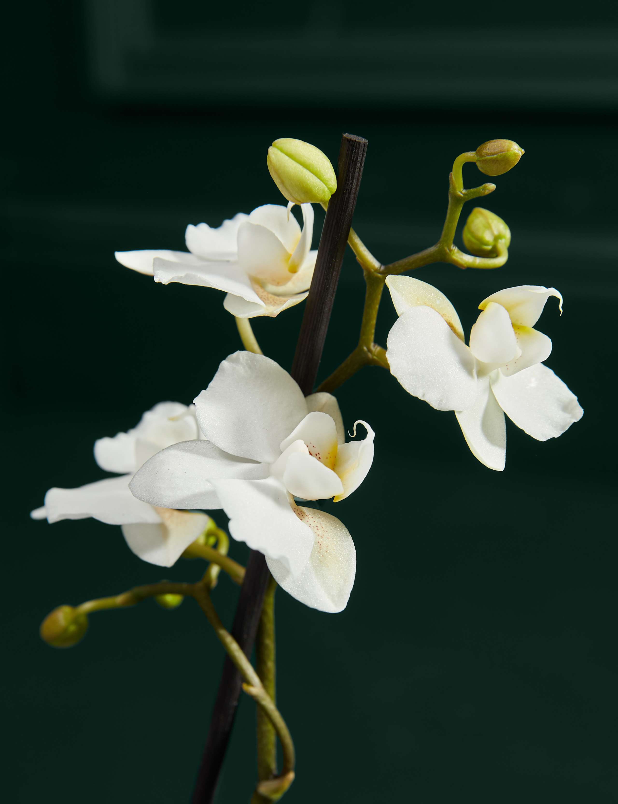 Miniature White Orchid with Chocolate Florentines