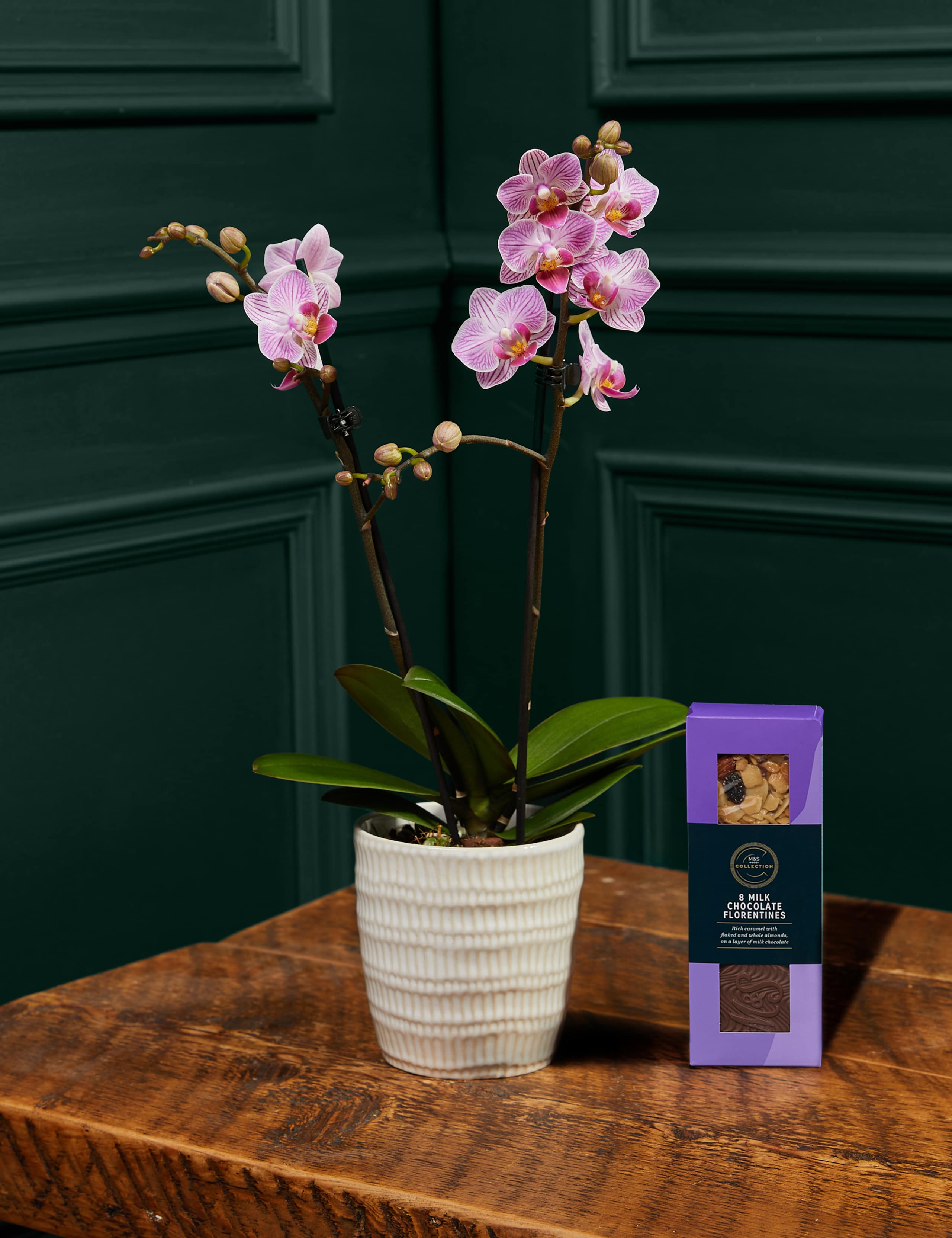 Miniature Pink Orchid with Chocolate Florentines